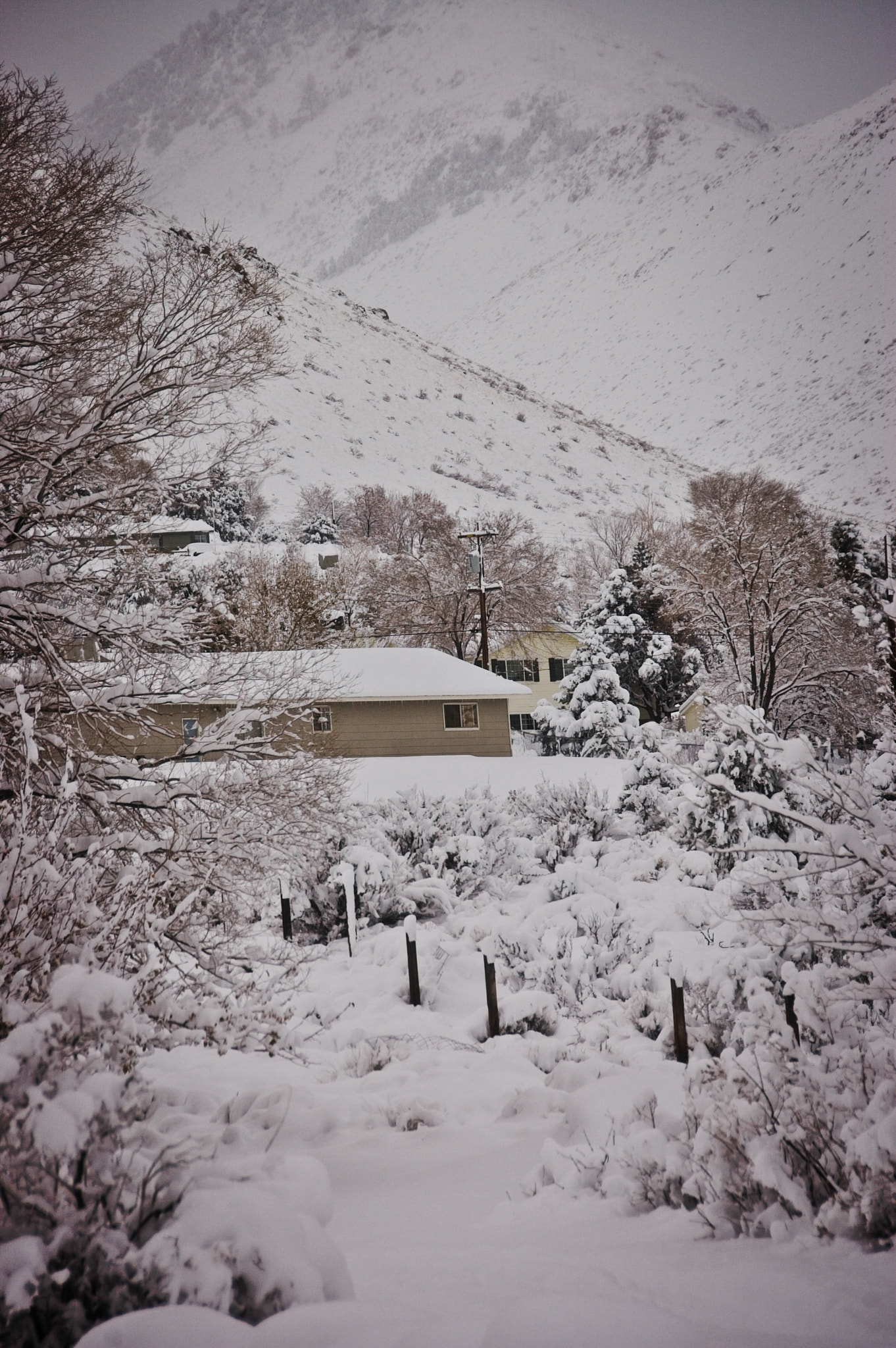 Nikon D40 sample photo. Nestled in the snow photography