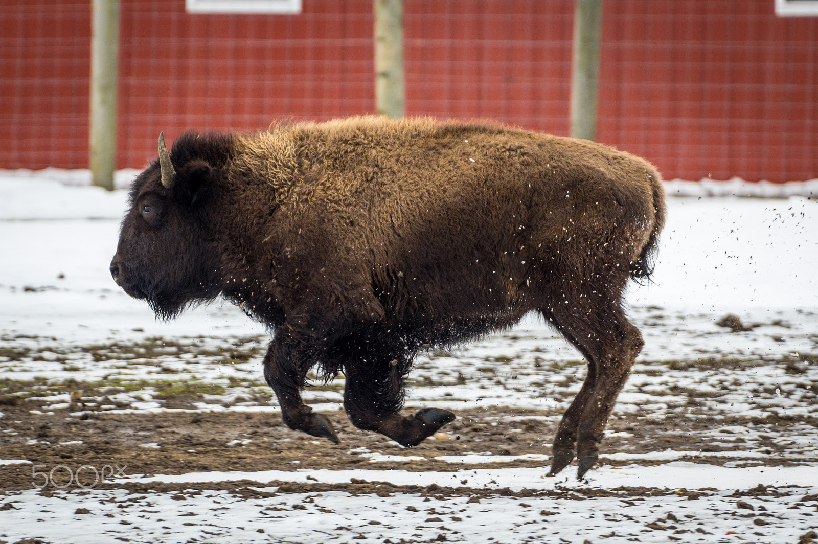 Pentax K-3 sample photo. Long island bison running photography