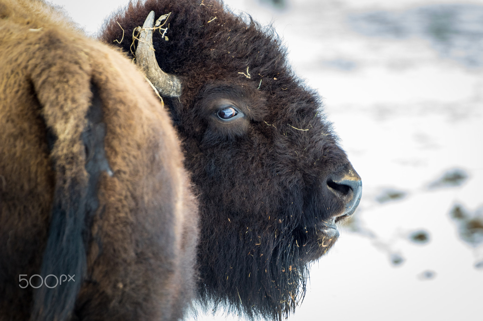 Pentax K-3 sample photo. Long island bison photography