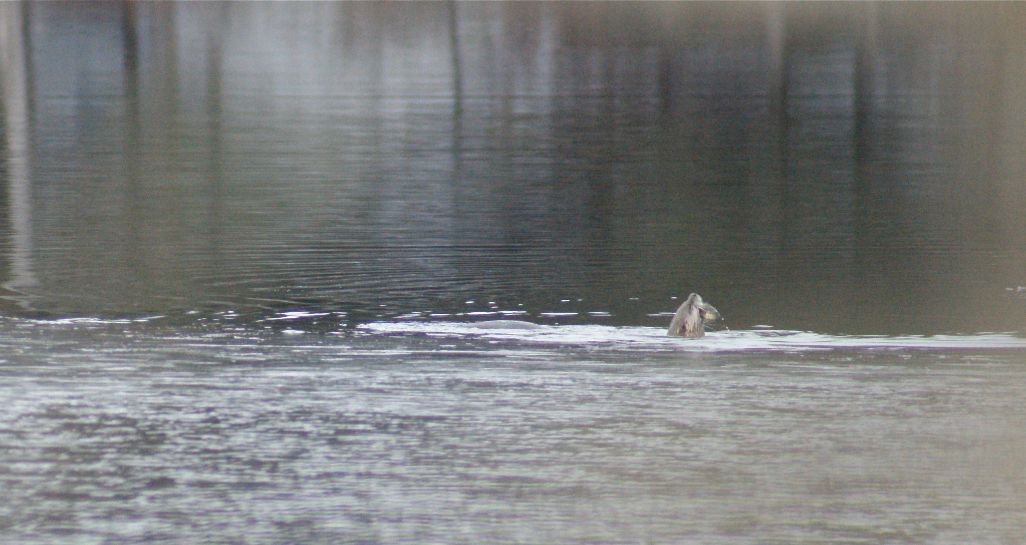Sony Alpha DSLR-A380 sample photo. River otter catching a bass photography