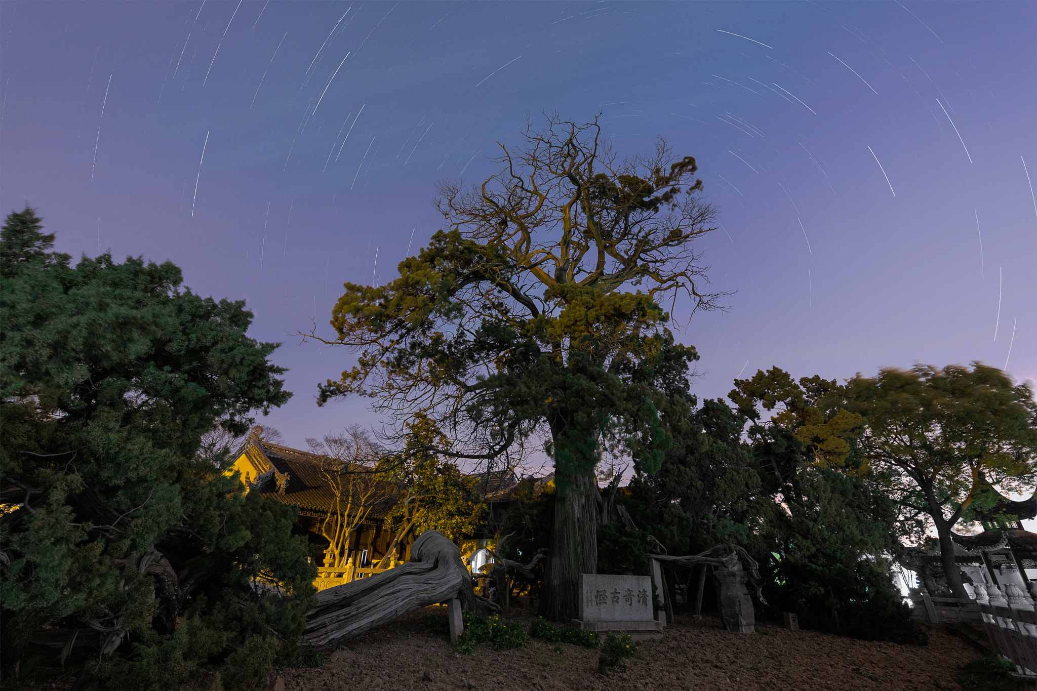 Canon EOS 5D Mark IV + Canon EF 11-24mm F4L USM sample photo. 清奇古怪 photography