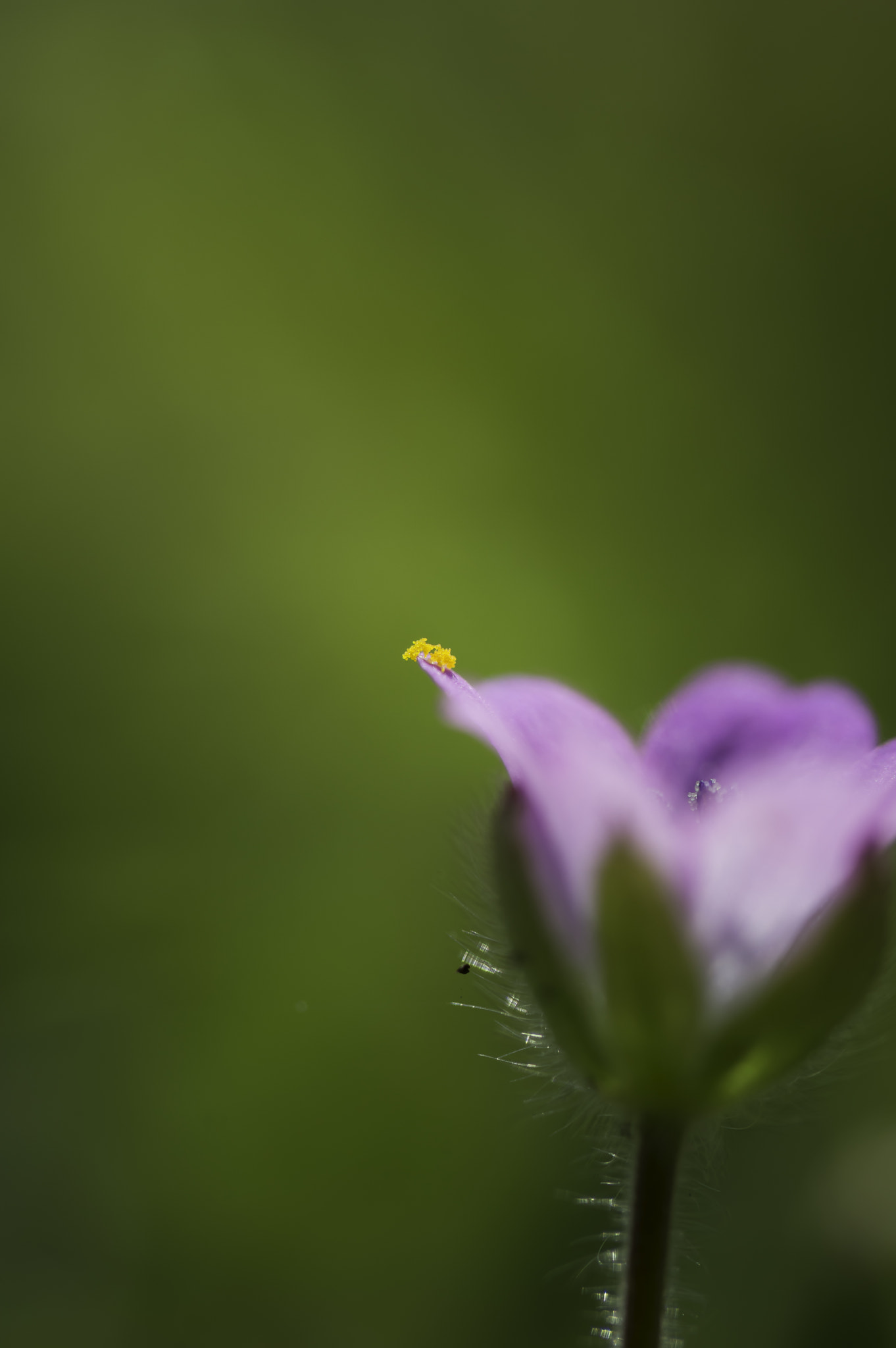 Nikon D3200 sample photo. A pollen offering photography