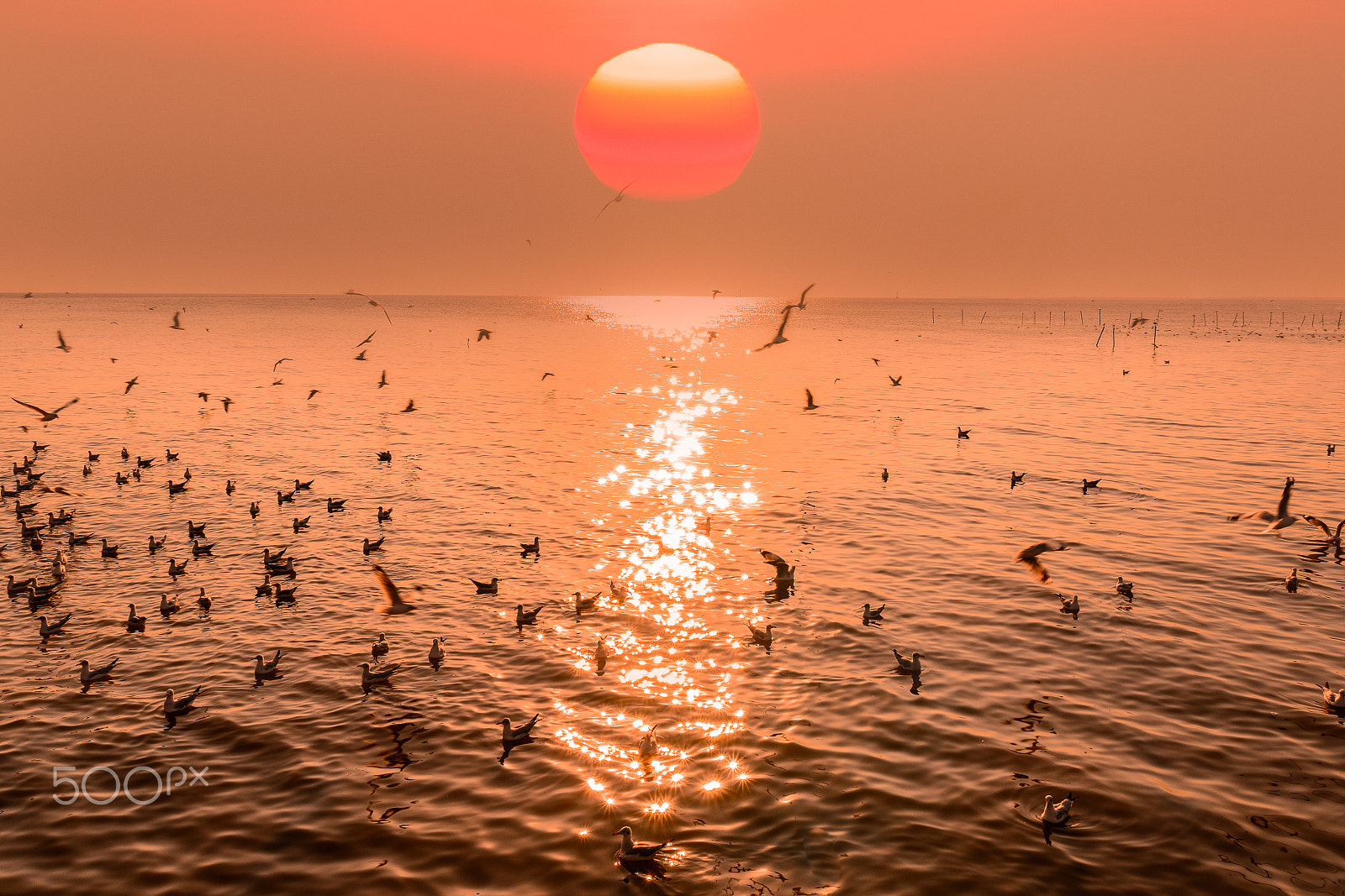 Nikon D5200 + Sigma 17-70mm F2.8-4 DC Macro OS HSM | C sample photo. Flying seagulls on the sunset. photography