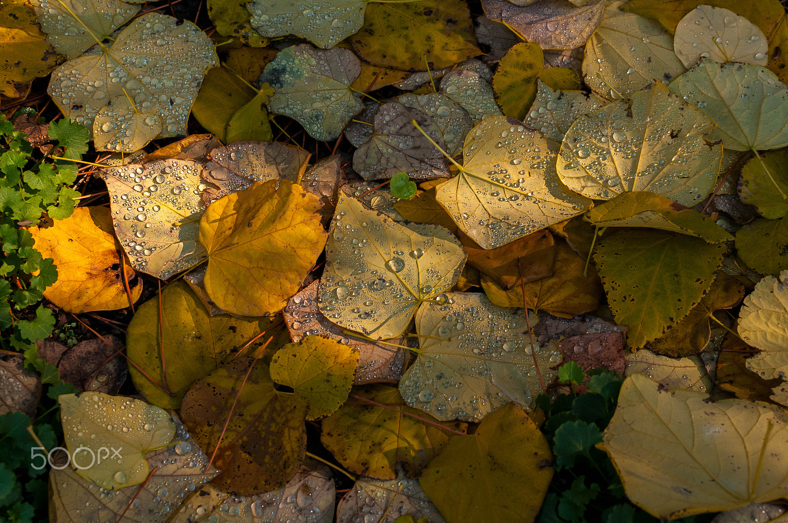 Nikon D300S + Nikon AF-S DX Nikkor 35mm F1.8G sample photo. Leaves and raindrops photography