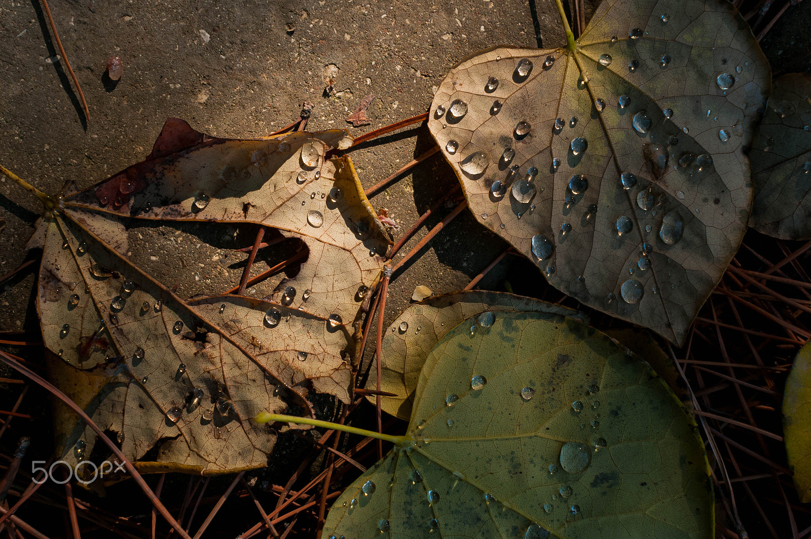 Nikon D300S + Nikon AF-S DX Nikkor 35mm F1.8G sample photo. Leaves and pine needles photography