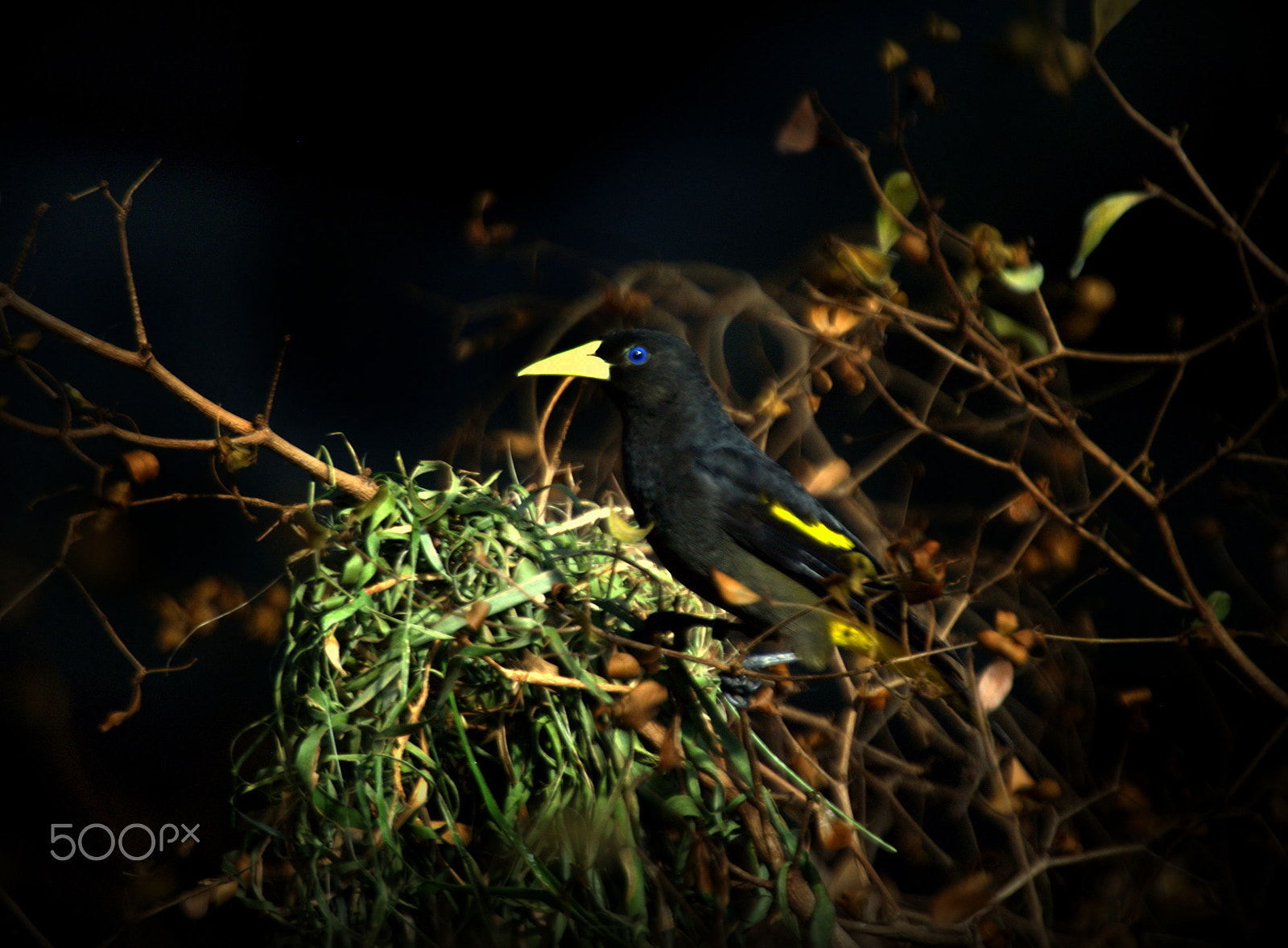 Nikon D3000 sample photo. Cacique photography
