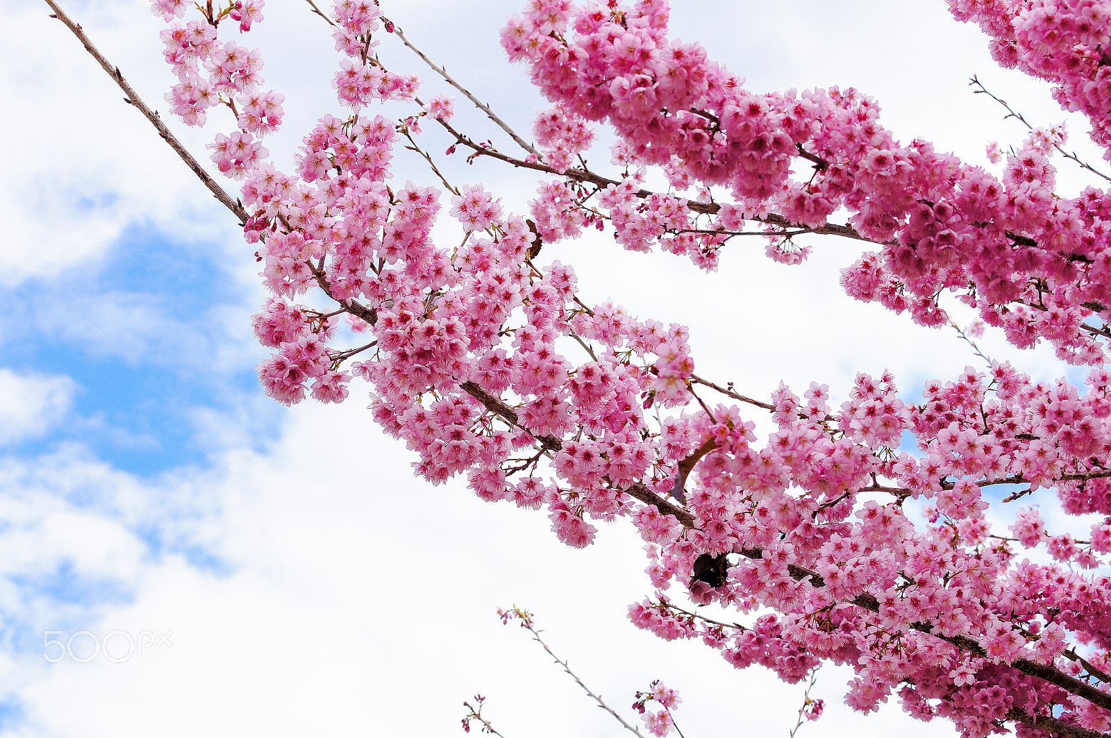 50-150mm F2.8 sample photo. 桜の花見＠台湾 sakura@taiwan photography