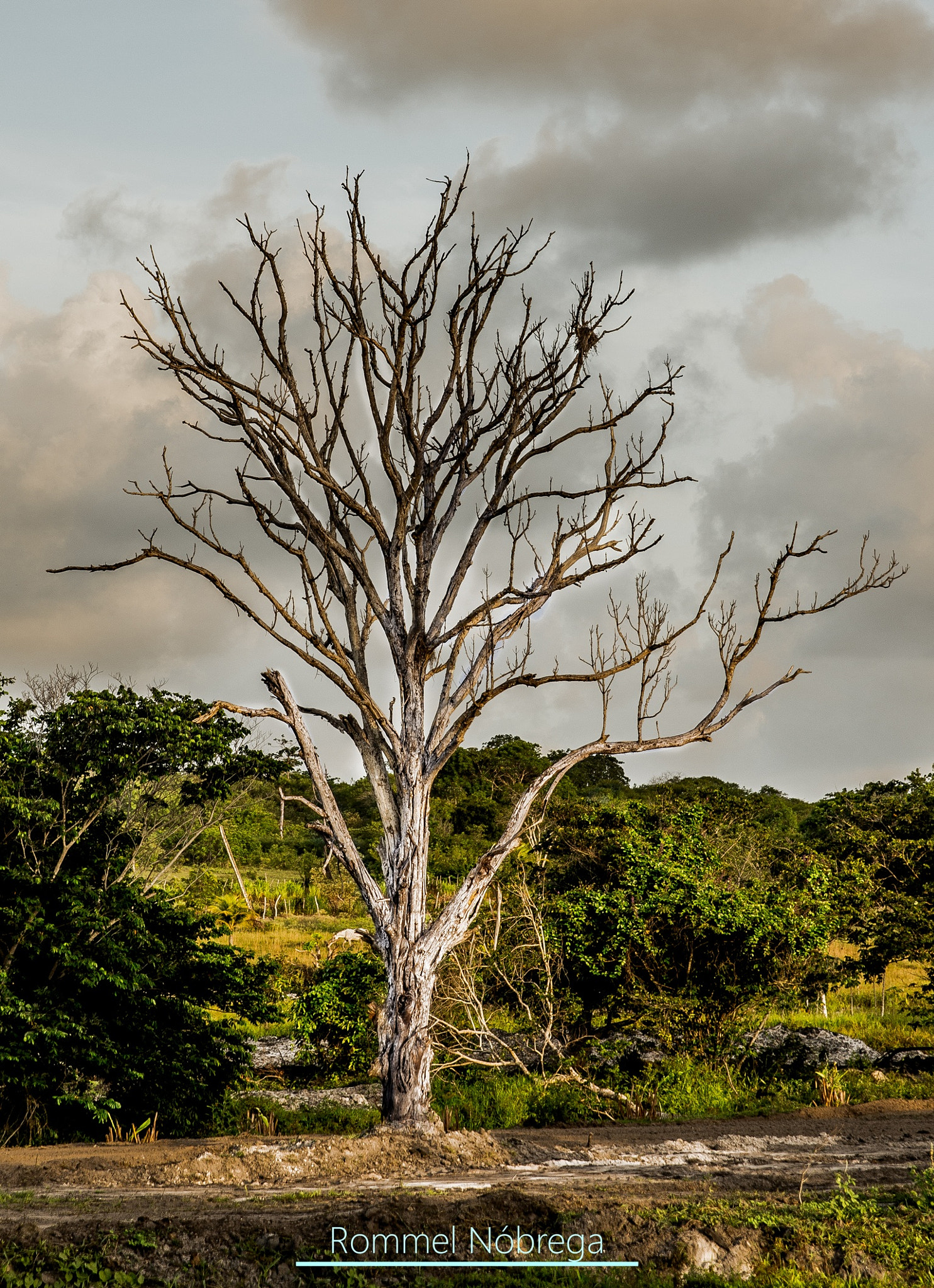 Sigma 24-70mm F2.8 EX DG HSM sample photo. The gondor tree! photography