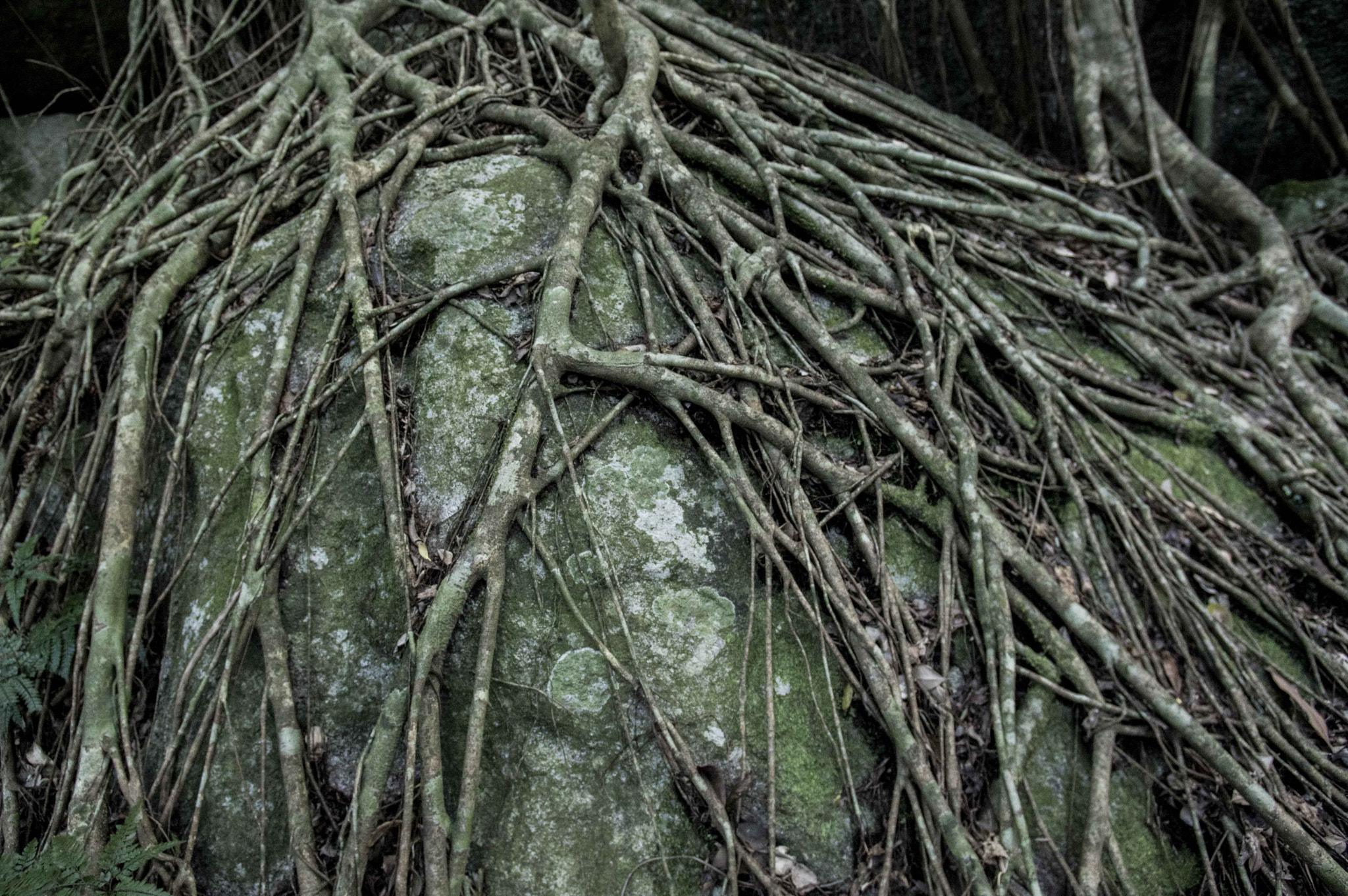 Pentax K-3 + Pentax smc DA 14mm F2.8 ED (IF) sample photo. Green forest photography