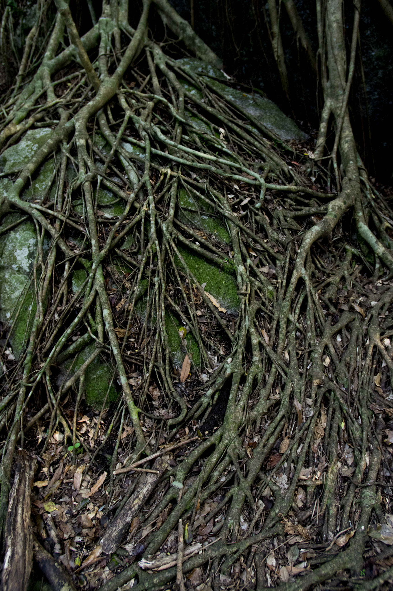 Pentax smc DA 14mm F2.8 ED (IF) sample photo. Green forest photography