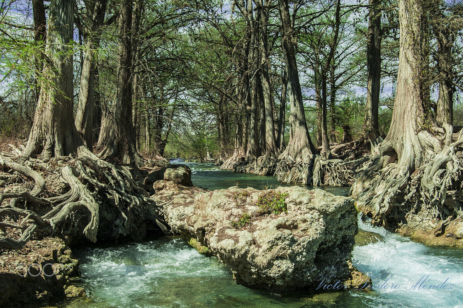 Nikon D300 sample photo. Río sabinas. photography