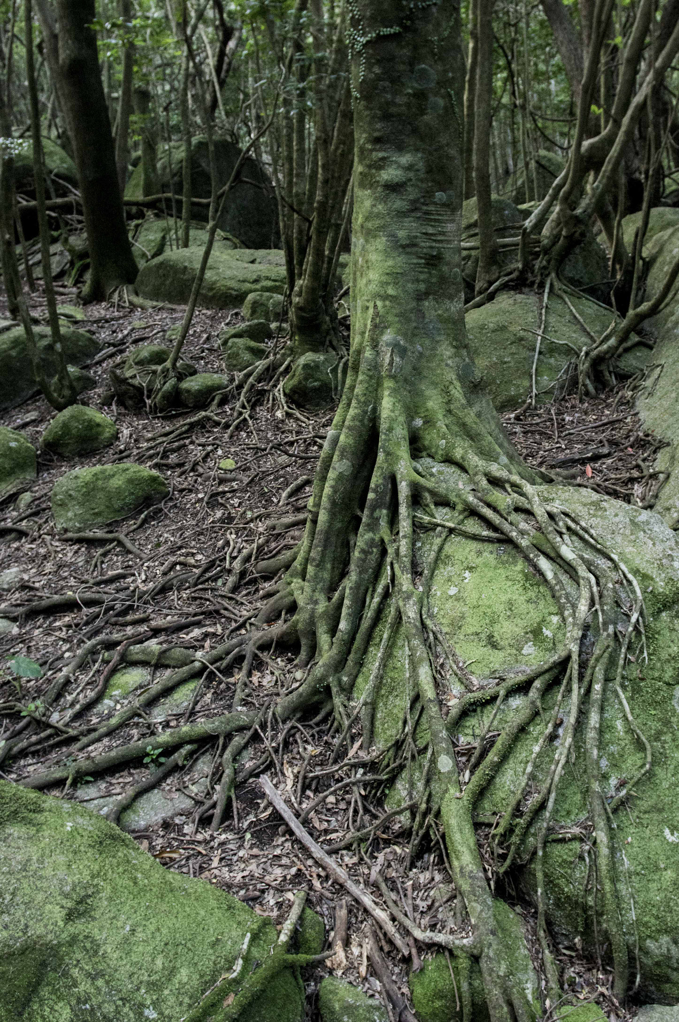 Pentax K-3 + Pentax smc DA 14mm F2.8 ED (IF) sample photo. Green forest photography