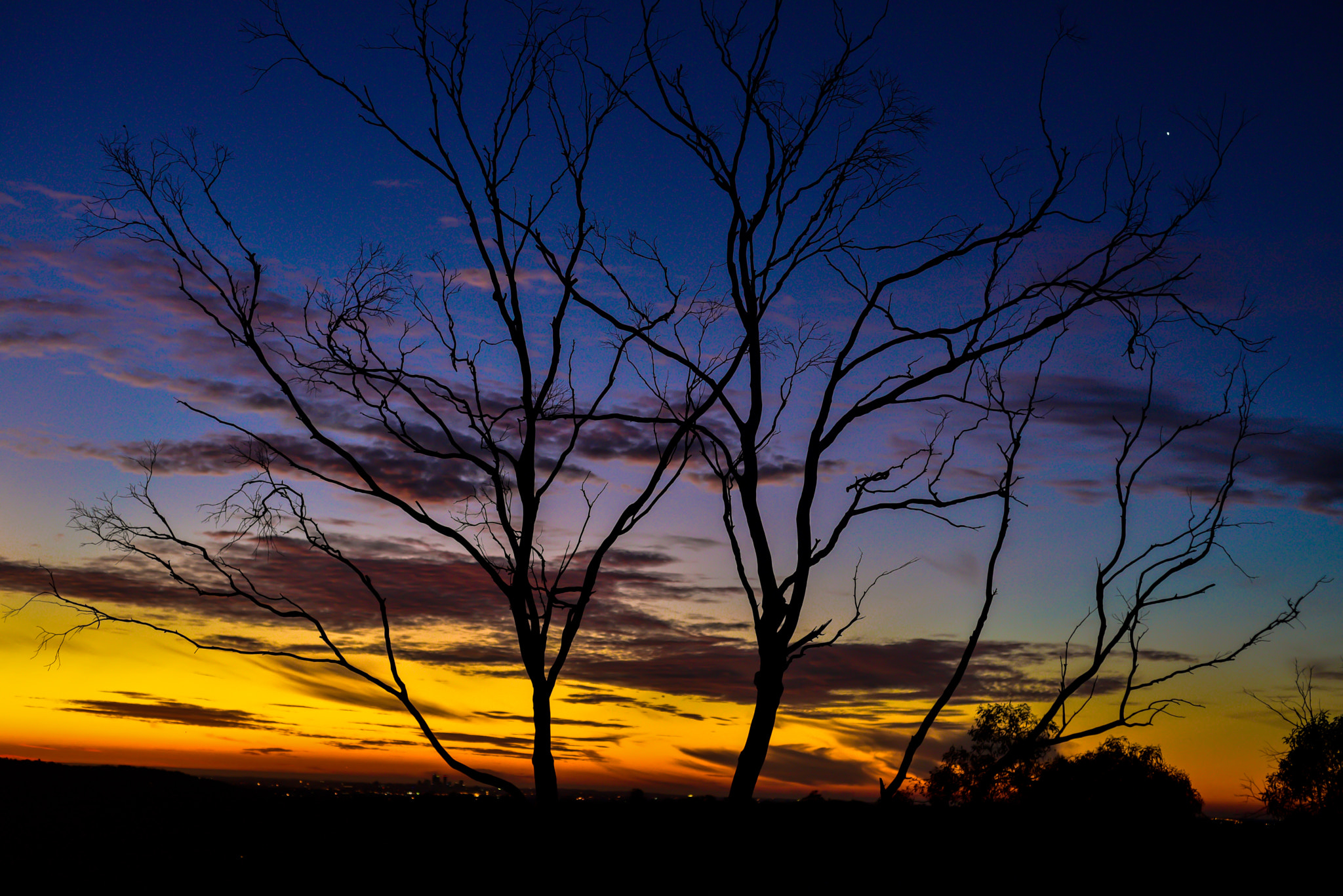 Nikon D750 + AF Nikkor 50mm f/1.8 sample photo. Sunset branches photography