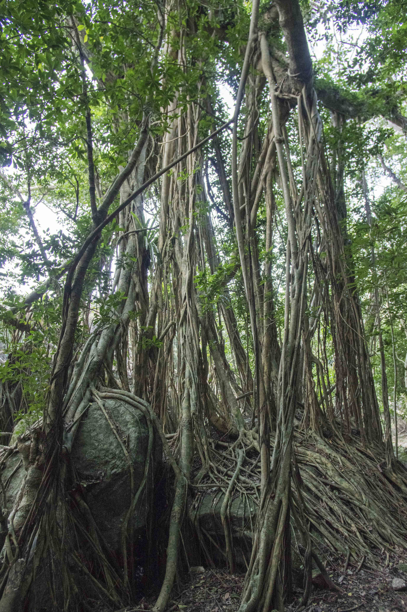 Pentax K-3 + Pentax smc DA 14mm F2.8 ED (IF) sample photo. Green forest photography