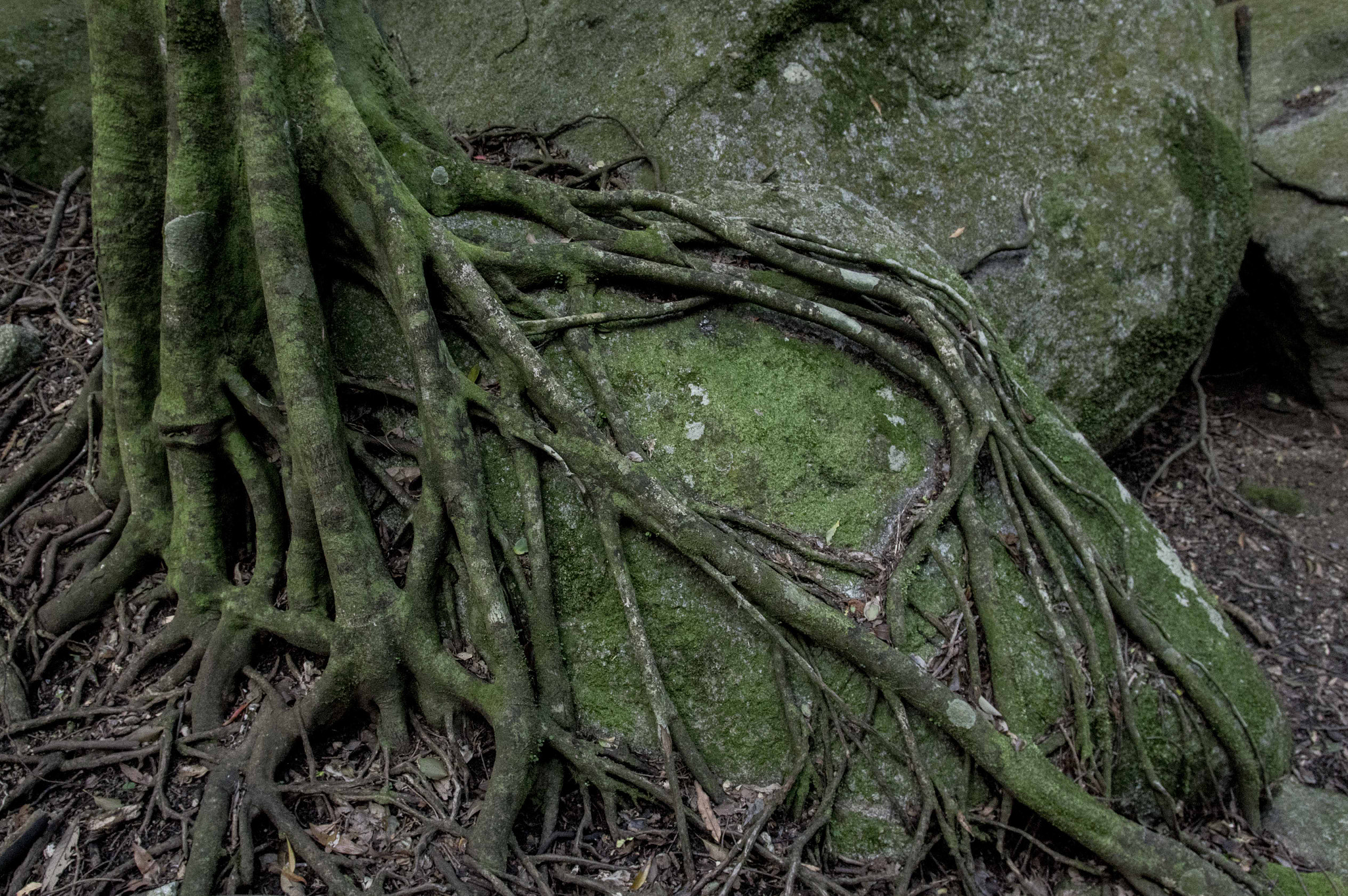 Pentax K-3 + Pentax smc DA 14mm F2.8 ED (IF) sample photo. Green forest photography