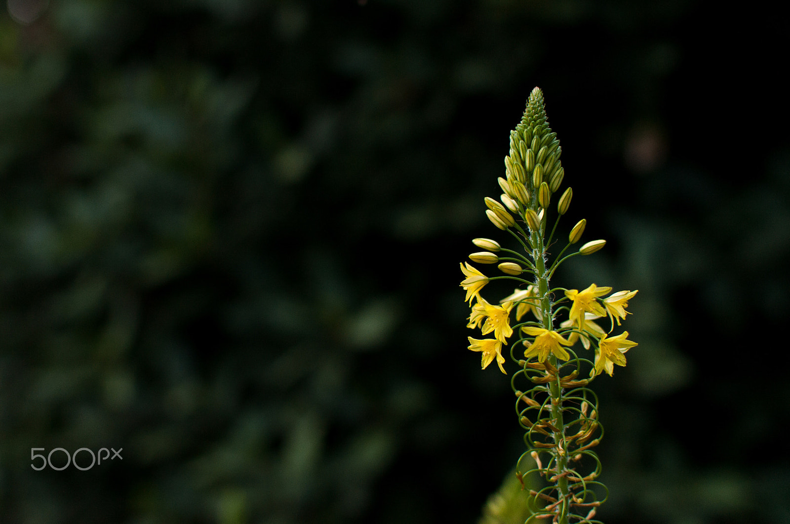 Nikon D300S sample photo. Yellow blooms photography