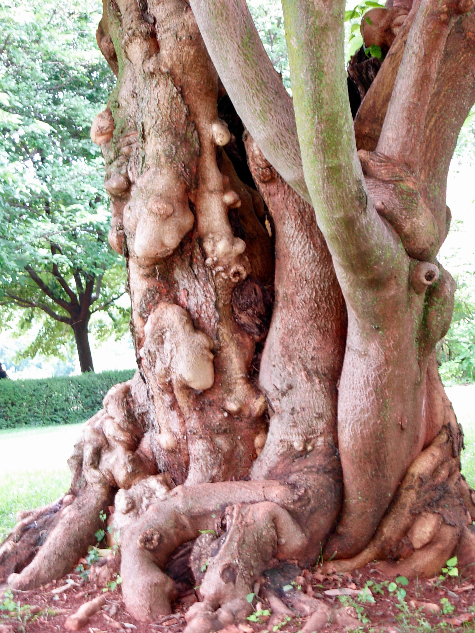 Nikon COOLPIX L5 sample photo. Gnarled tree, monticello photography