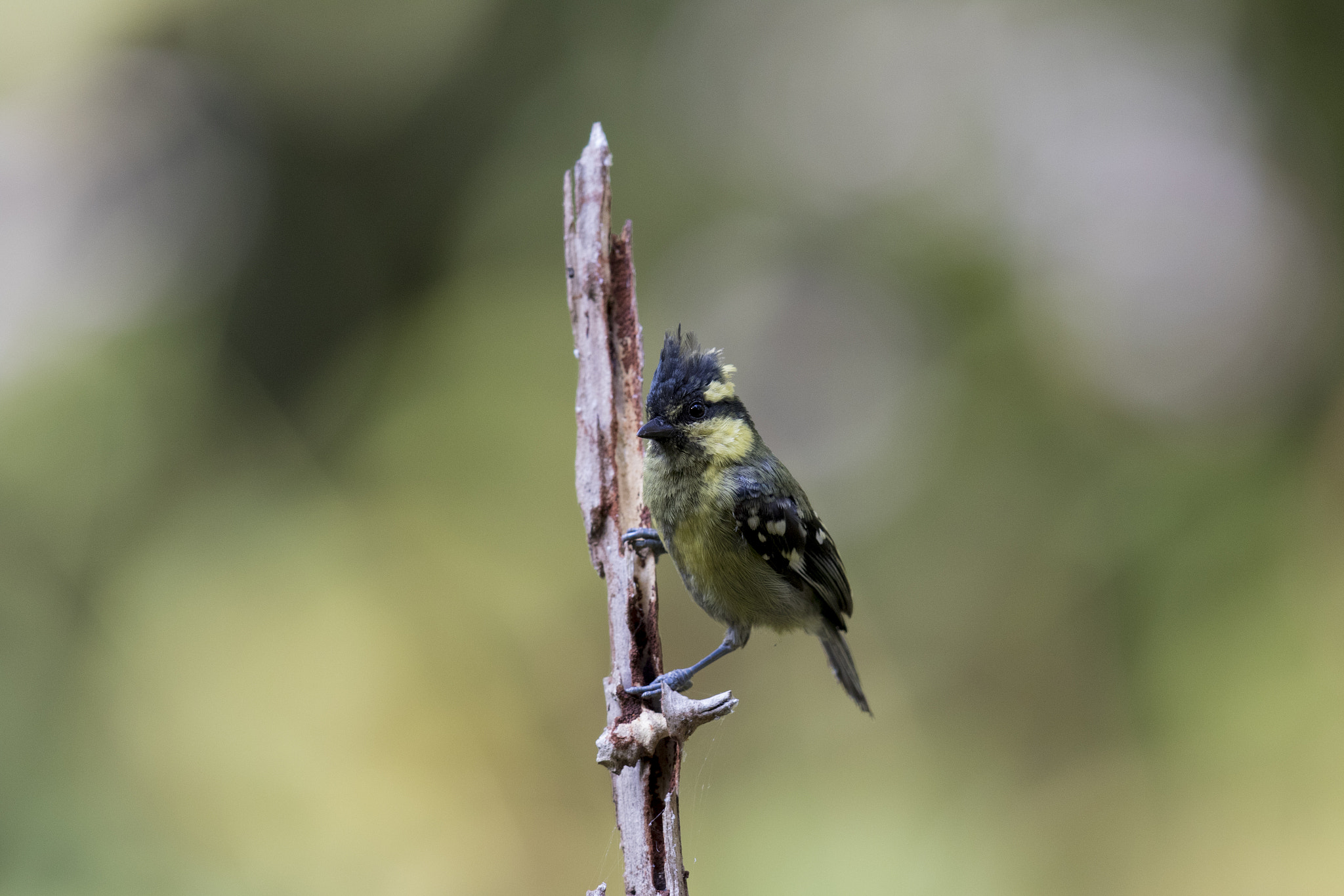 Canon EOS 7D Mark II + Canon EF 600mm F4L IS II USM sample photo. Indian tit photography