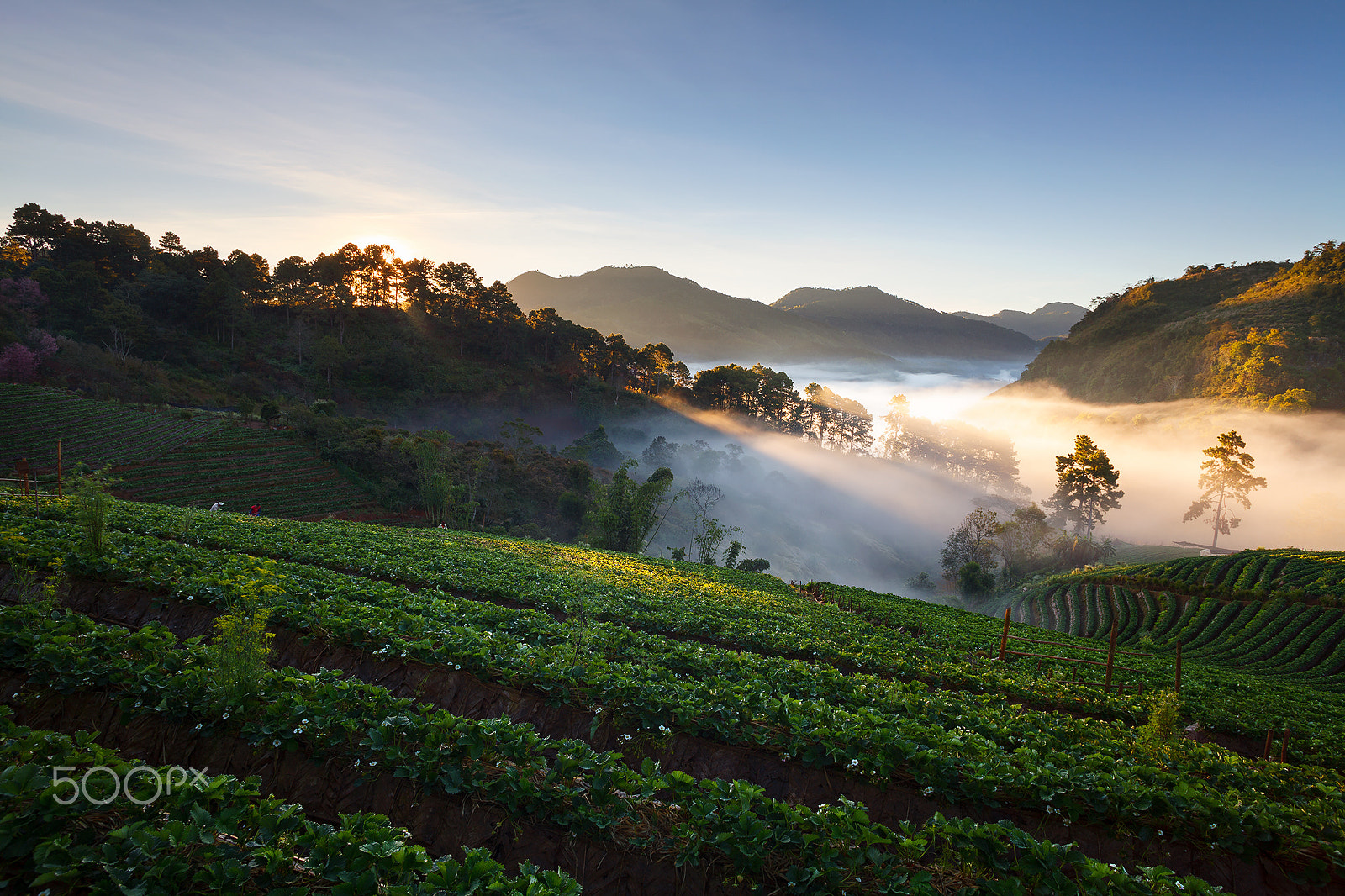 Canon EOS 5D Mark II sample photo. Misty morning sunrise in strawberry garden photography