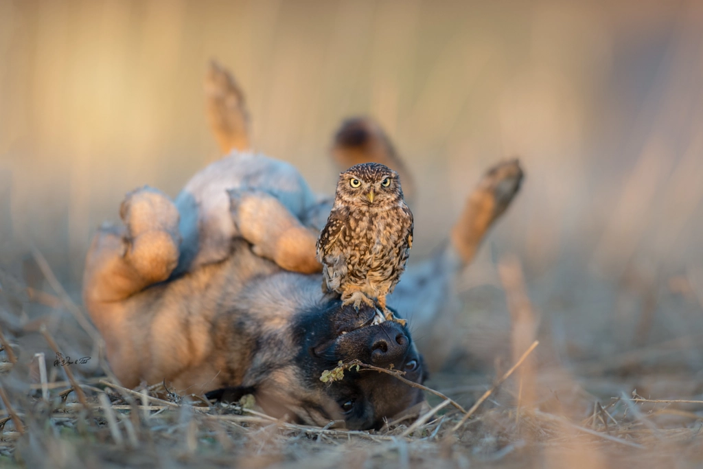 Courage by Tanja Brandt on 500px.com