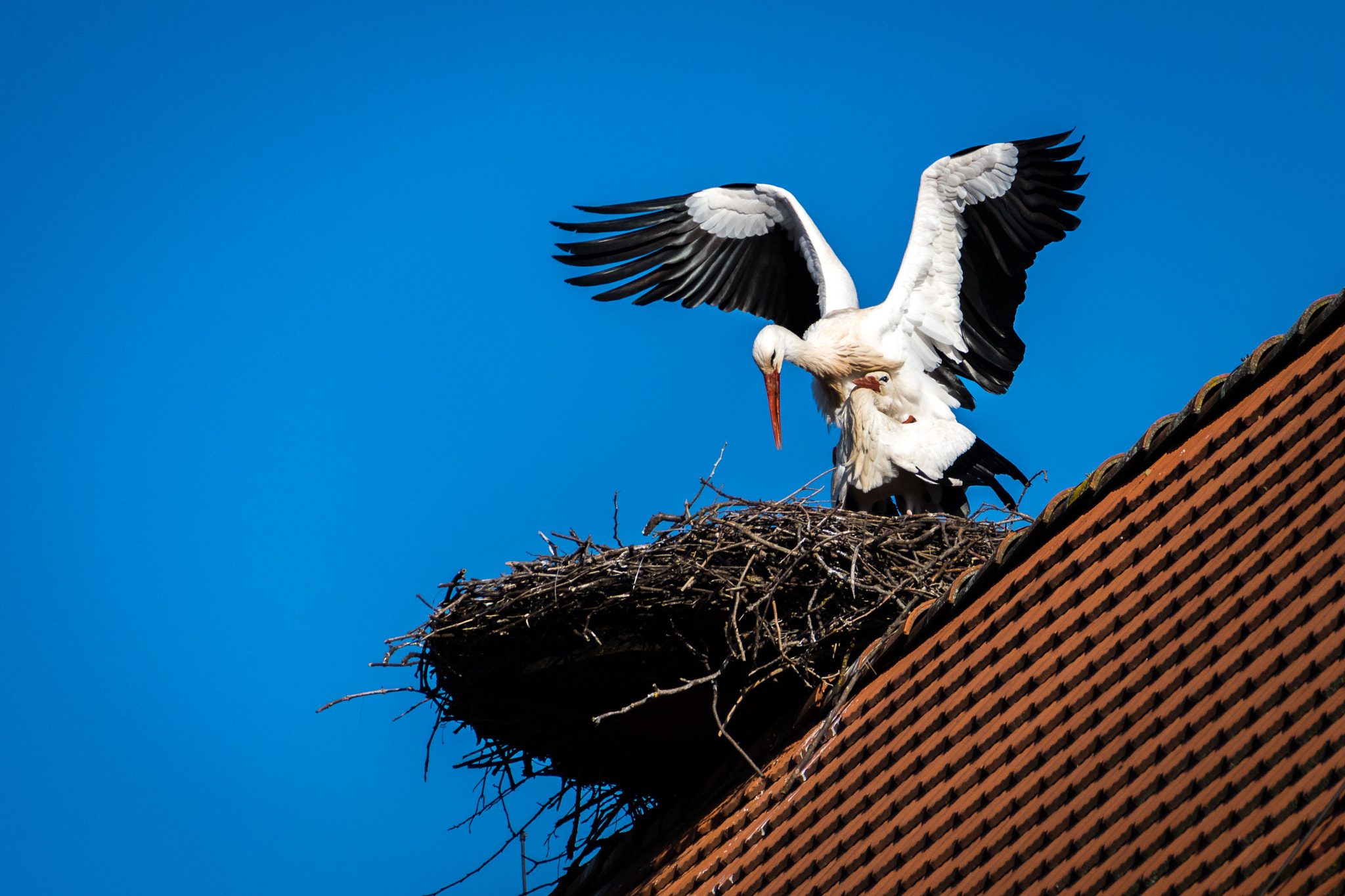 Sigma 18-250mm F3.5-6.3 DC Macro OS HSM sample photo. Frühlingsgefühle photography