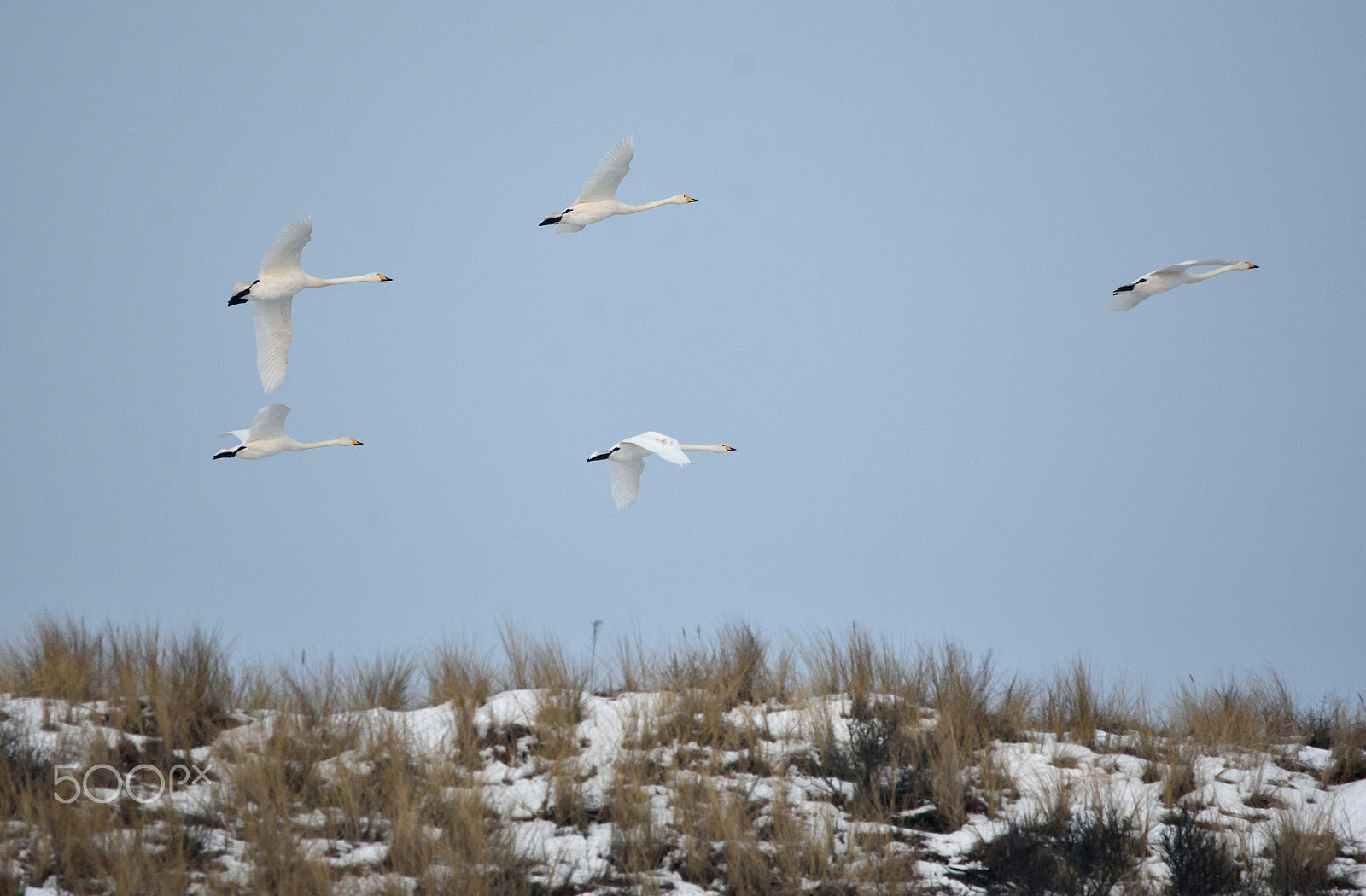 Nikon D7200 + Sigma 150-500mm F5-6.3 DG OS HSM sample photo. Whooper photography