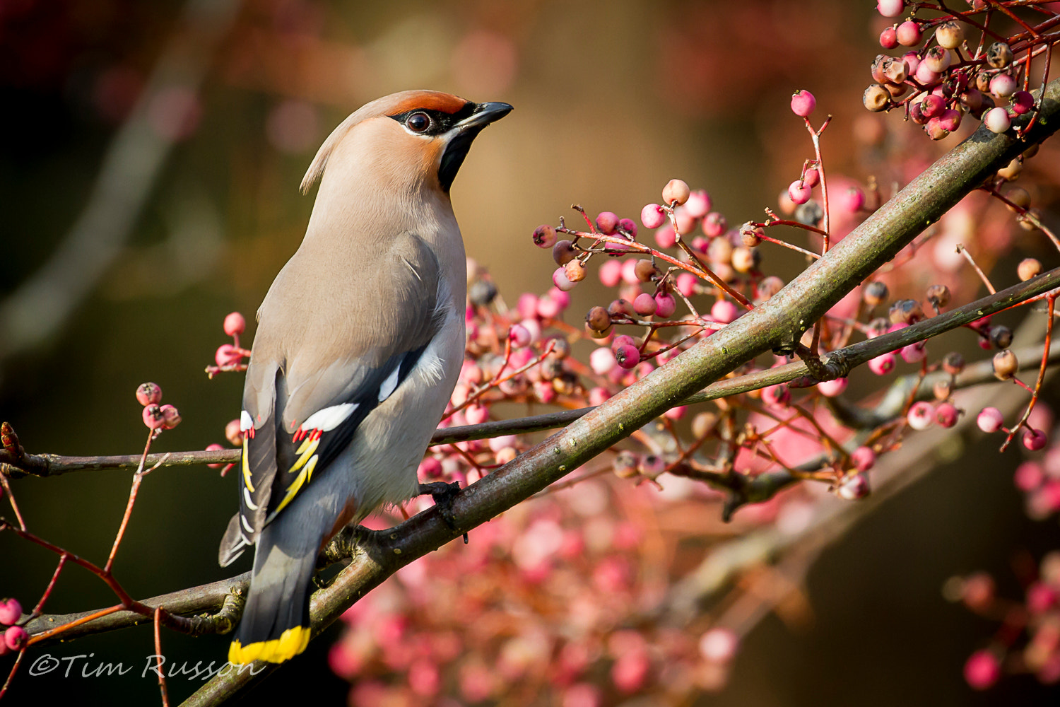 Canon EOS 7D sample photo. Waxwing photography