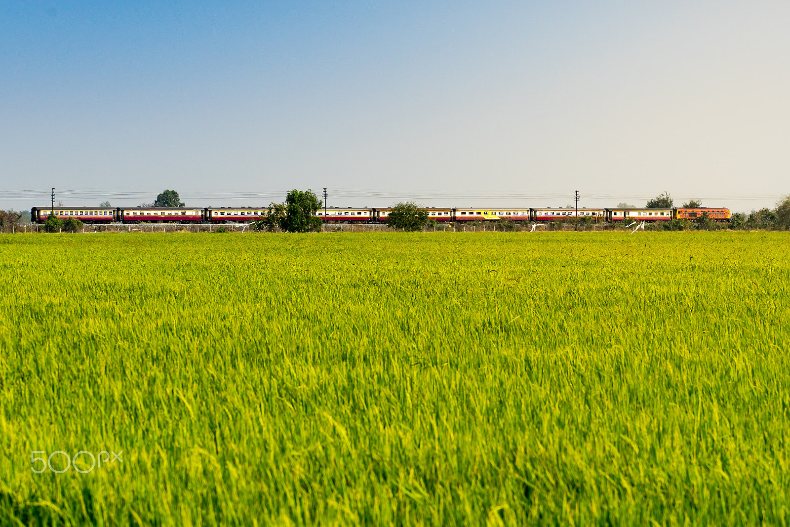 Sony a7 II + Tamron 18-270mm F3.5-6.3 Di II PZD sample photo. Rice field and train photography