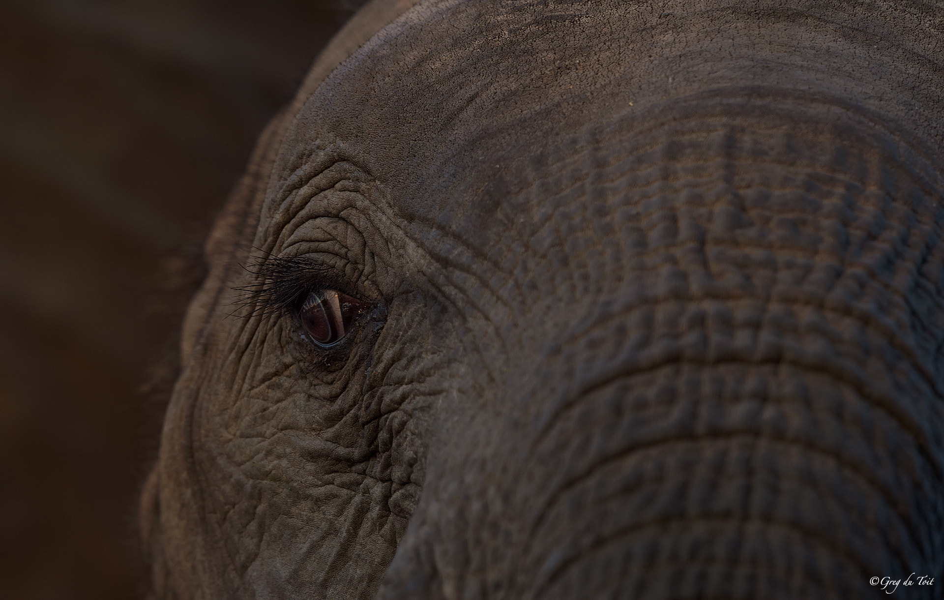Nikon D4S sample photo. Elephant eye photography