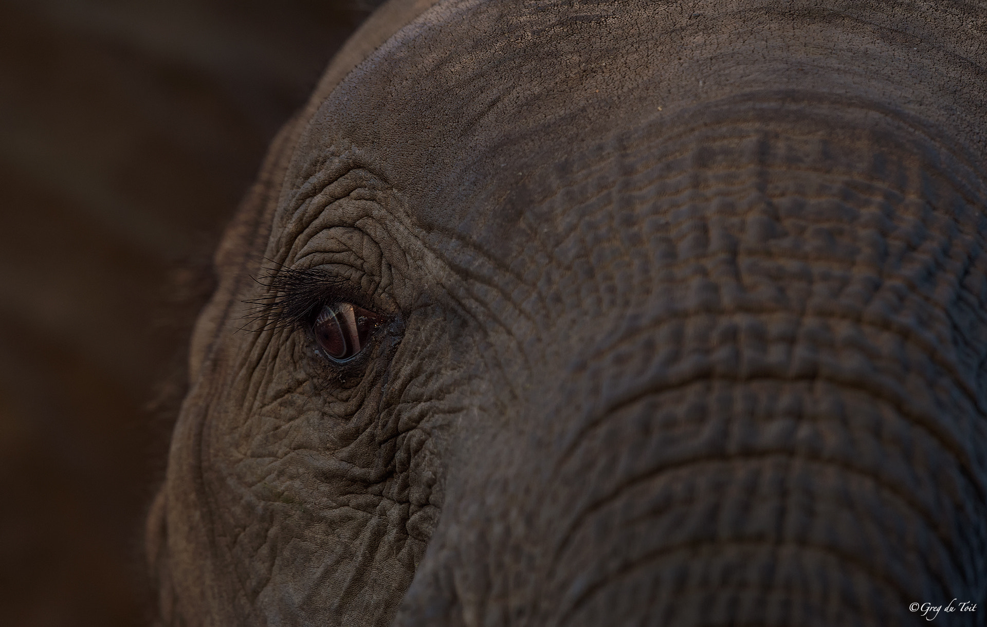 Nikon AF-S Nikkor 500mm F4E FL ED VR sample photo. Elephant eye photography