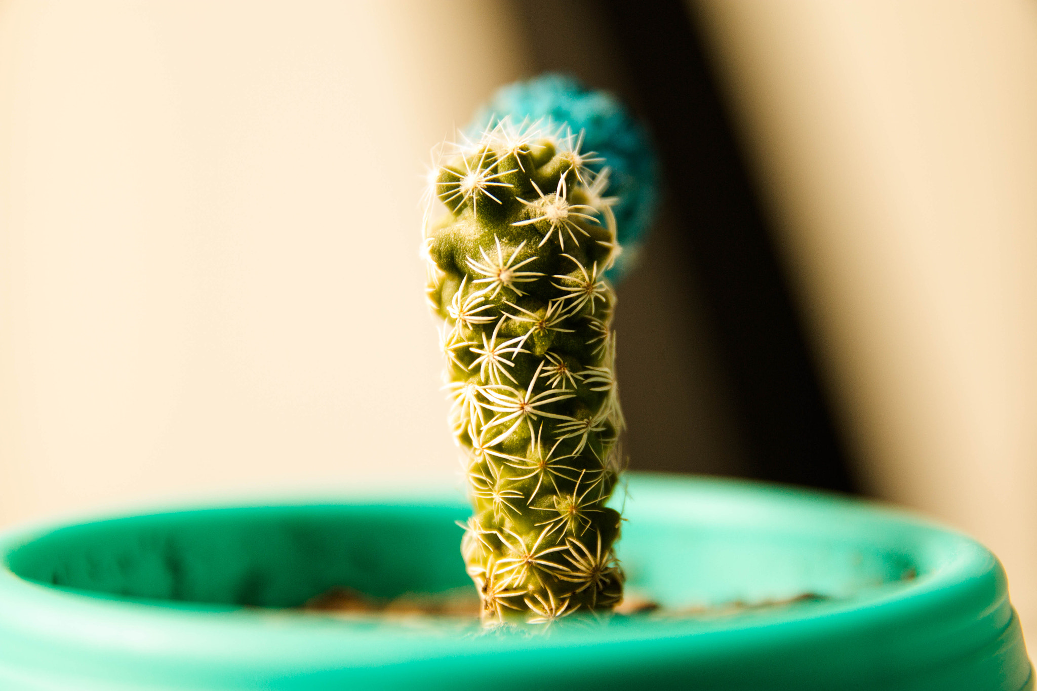 Canon EOS 70D + Sigma 17-70mm F2.8-4 DC Macro OS HSM sample photo. Cactus photography