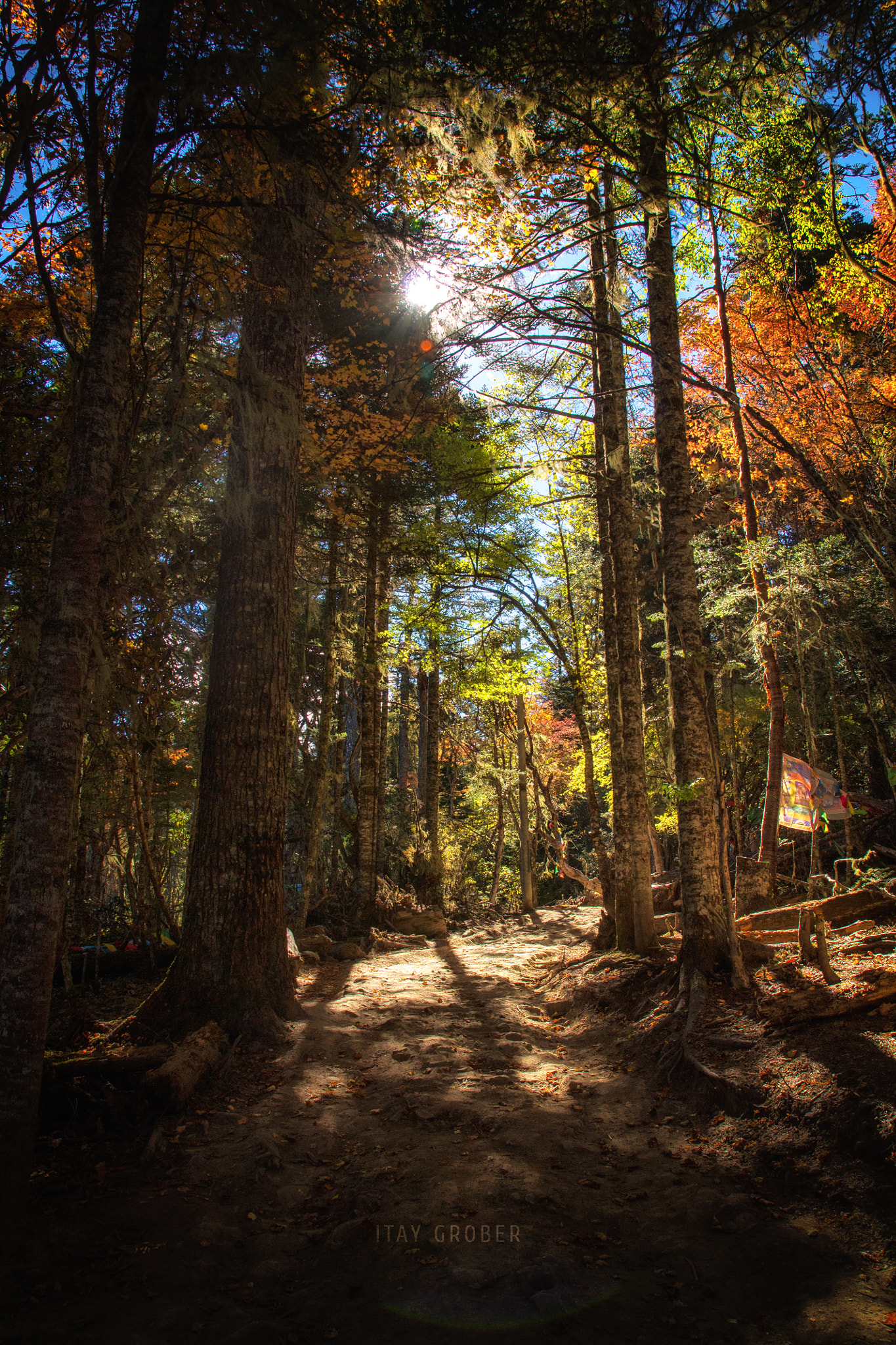 Canon EF-S 17-55mm F2.8 IS USM sample photo. Nanzong pass forest #2 photography