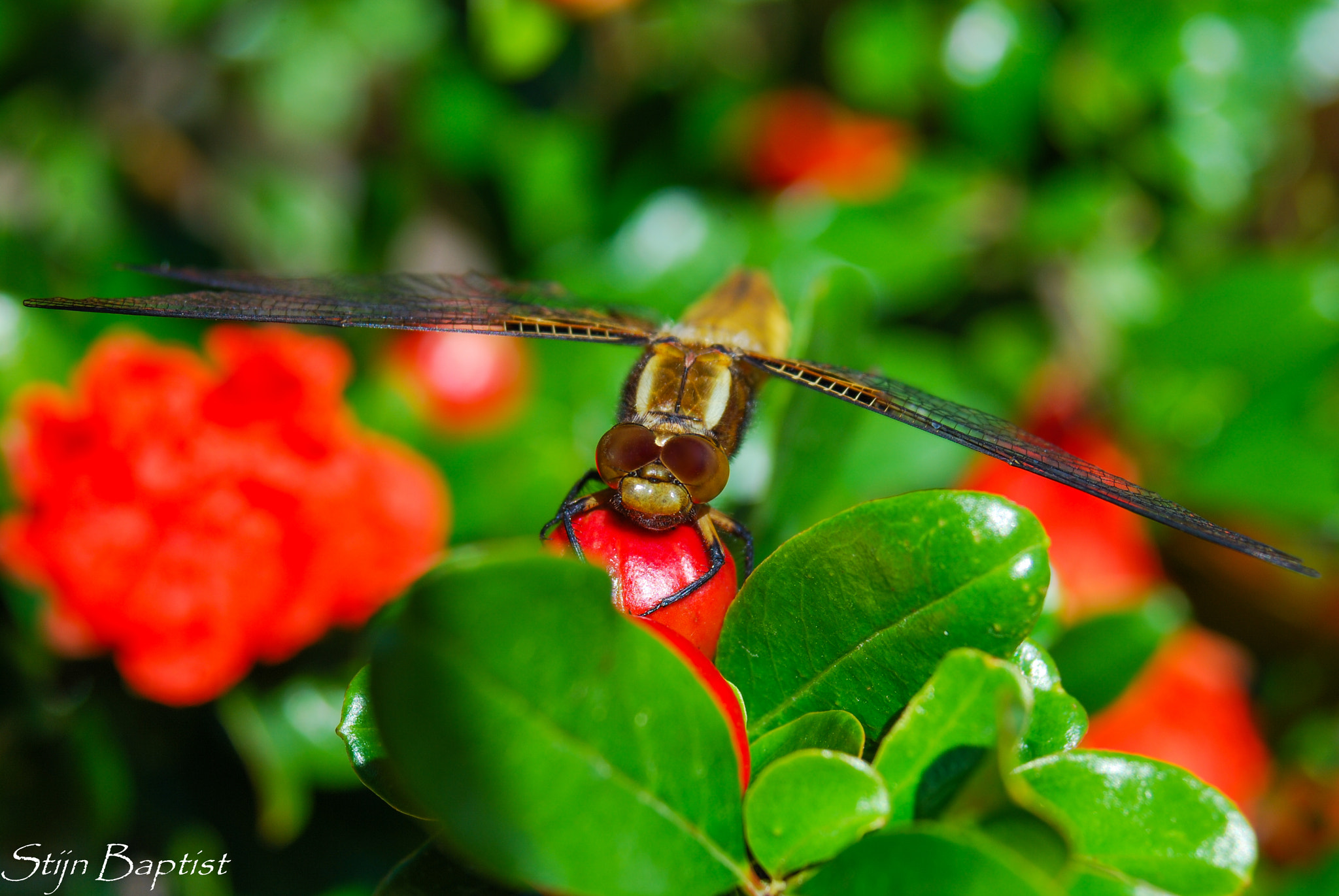 AF Zoom-Nikkor 28-80mm f/3.3-5.6G sample photo. Dragonfly photography