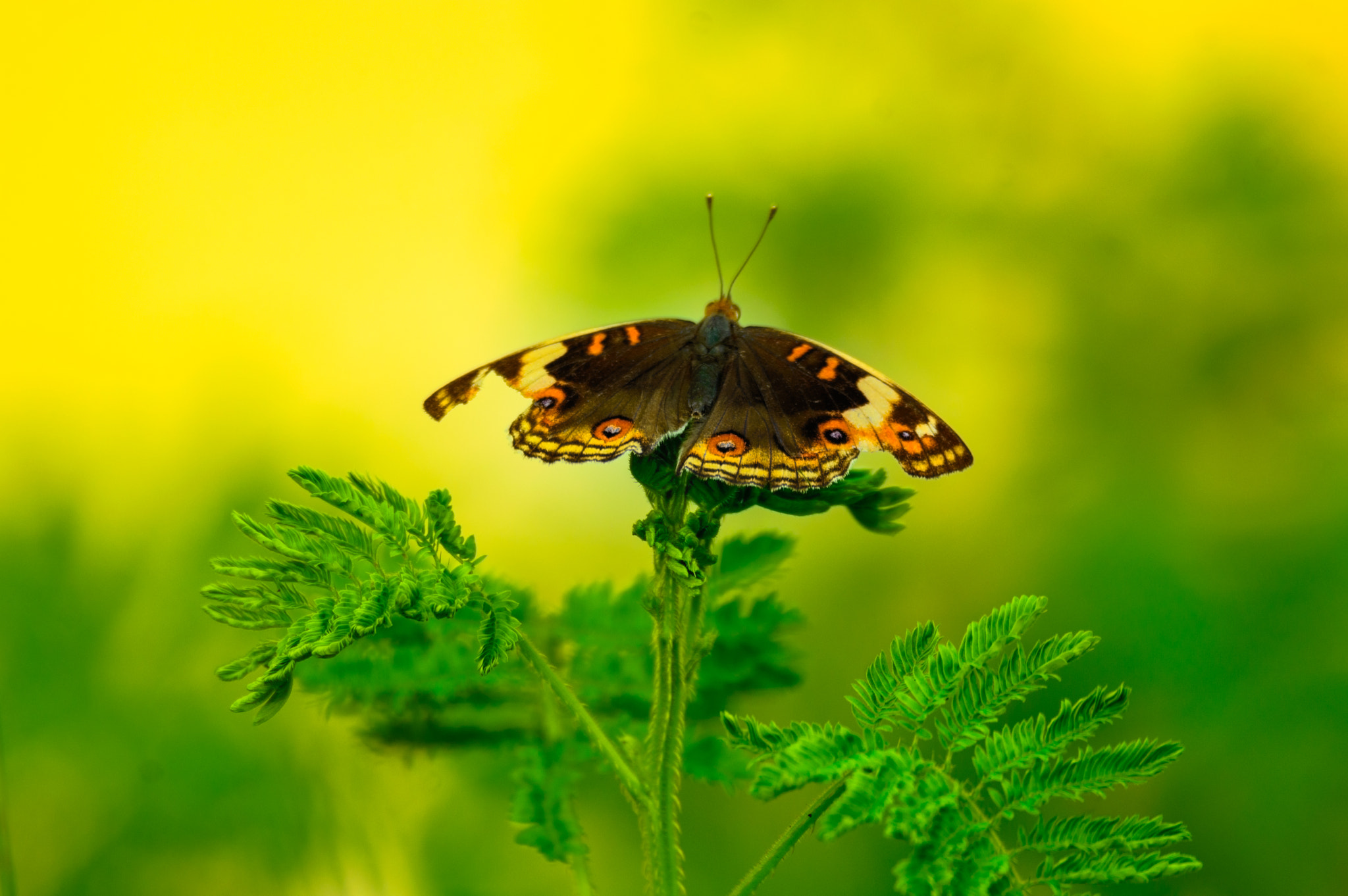 Nikon D3200 sample photo. Fly to dream... photography