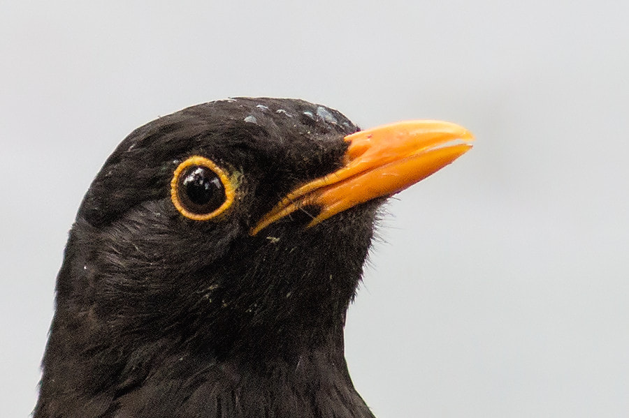 Canon EF 300mm F4L IS USM sample photo. Amsel photography