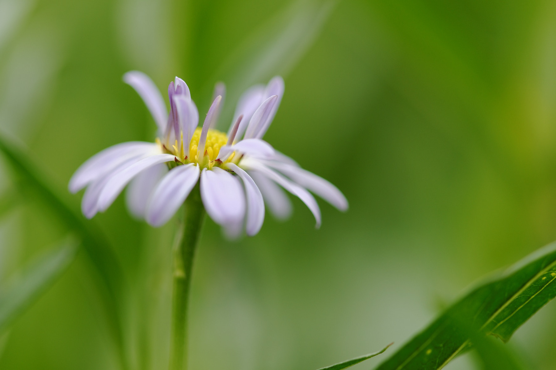 Nikon D3S sample photo. 浅浅 photography