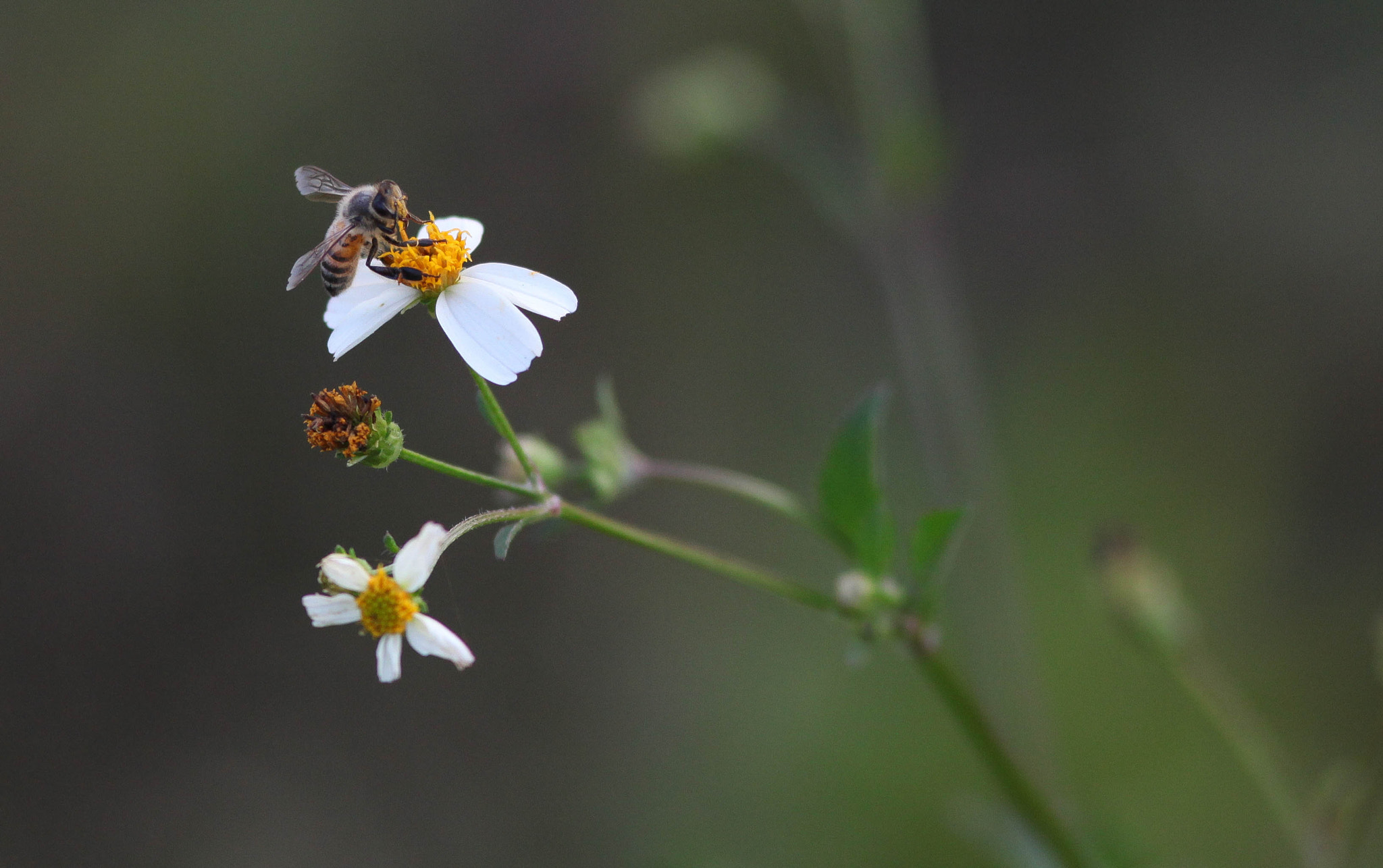 Canon EF 300mm F4L IS USM sample photo