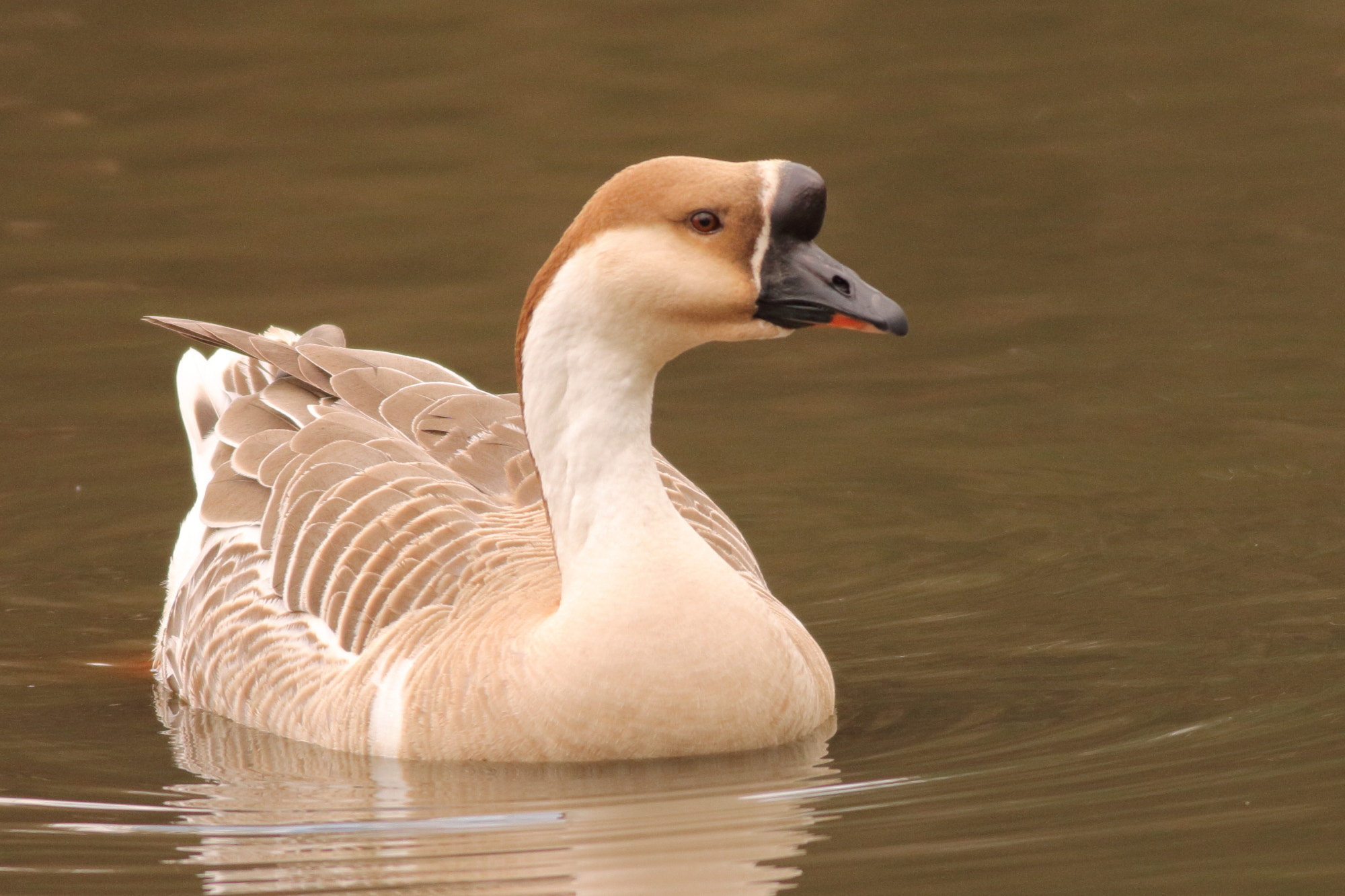 Canon EOS 1100D (EOS Rebel T3 / EOS Kiss X50) + Canon EF 400mm F5.6L USM sample photo. Swan goose (anser cygnoides) photography