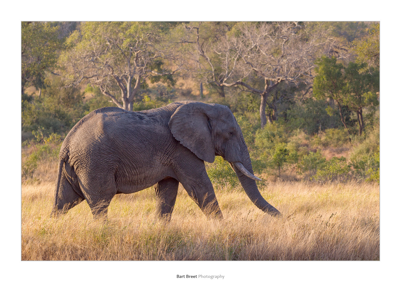 Canon EOS-1D Mark IV sample photo. African elephant photography