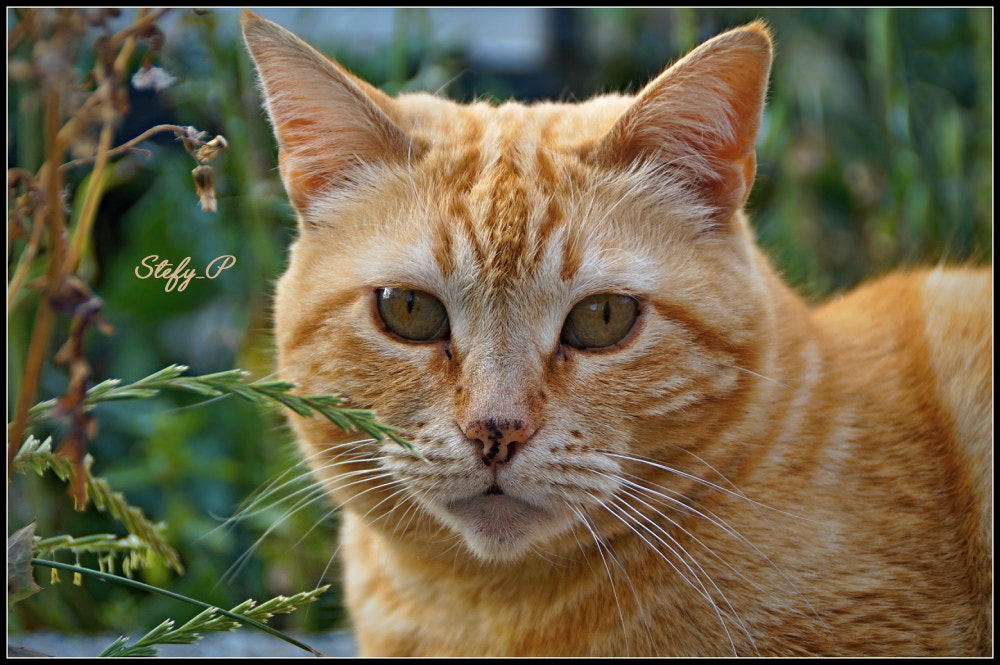Sony DT 18-200mm F3.5-6.3 sample photo. Briciola photography