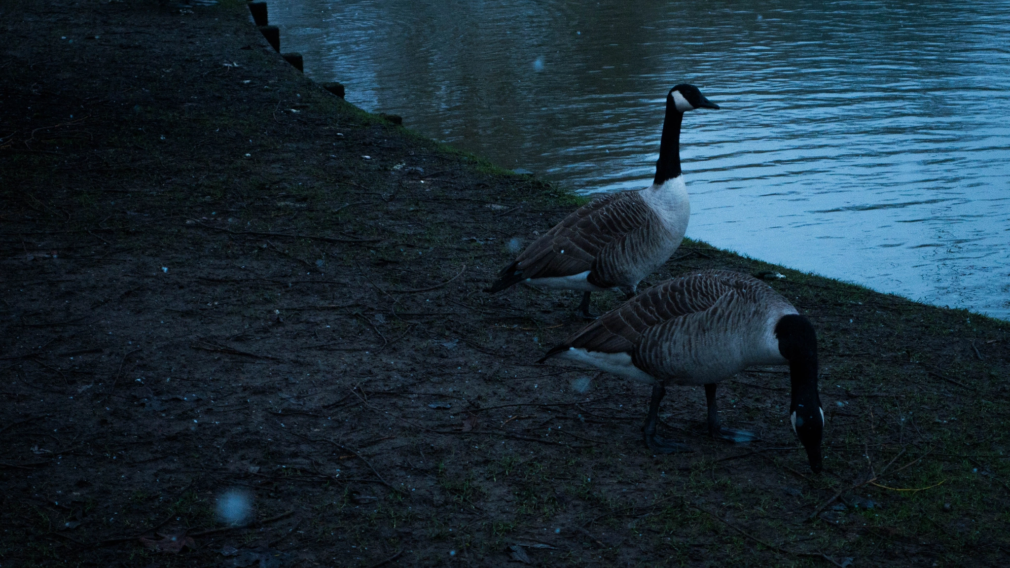 Panasonic DMC-G70 sample photo. Ducks in the cold. photography