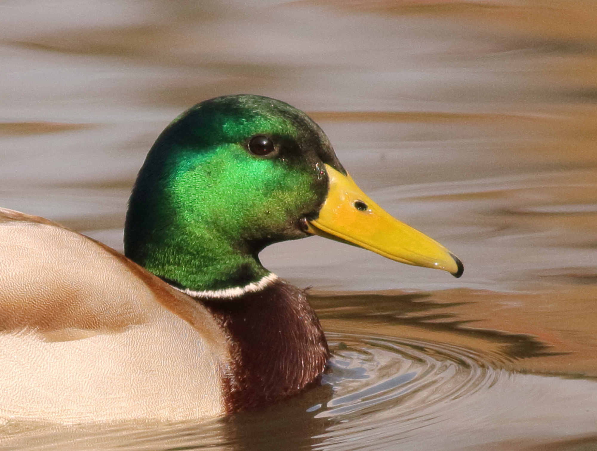 Canon EOS 1100D (EOS Rebel T3 / EOS Kiss X50) + Canon EF 400mm F5.6L USM sample photo. Mallard (anas platyrhynchos) photography