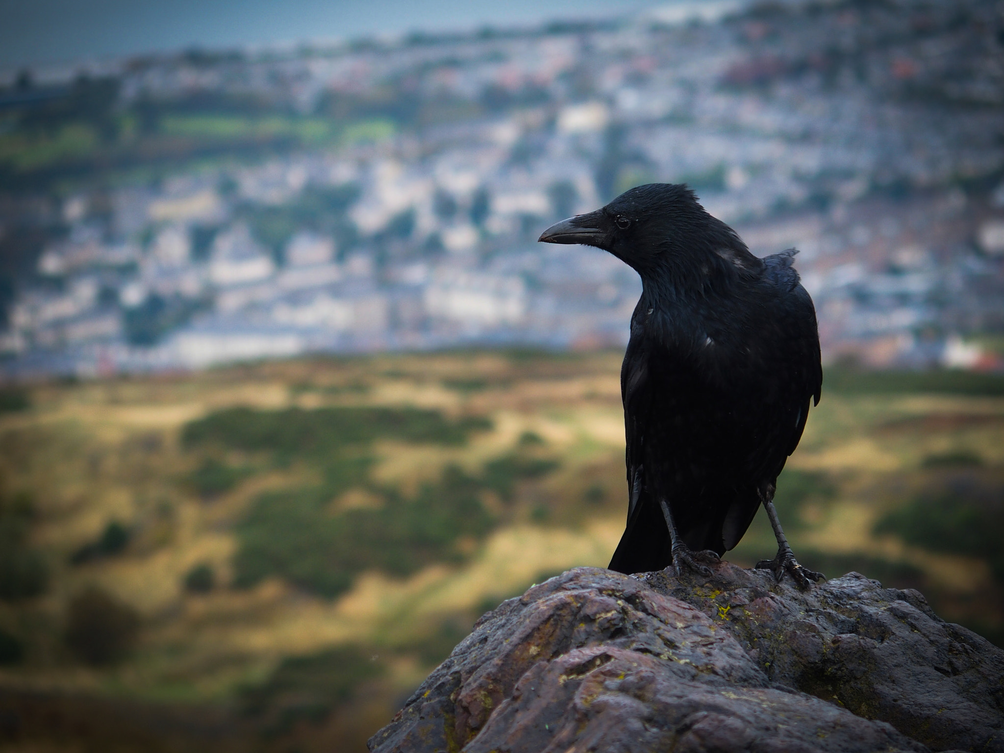 Olympus STYLUS1 sample photo. #scottishcrow photography