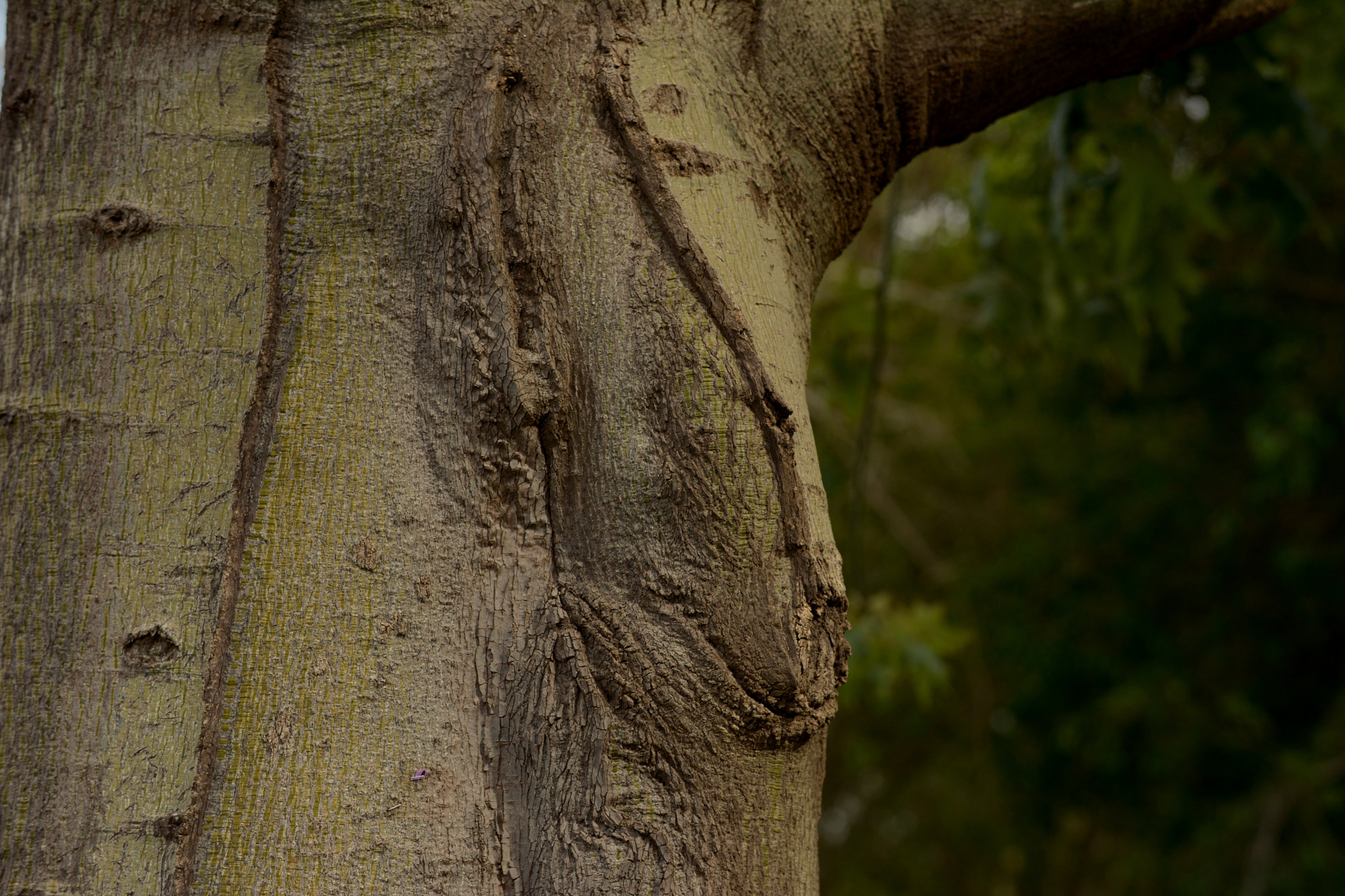 Nikon D7100 + Sigma 50-100mm F1.8 DC HSM Art sample photo. Tree photography