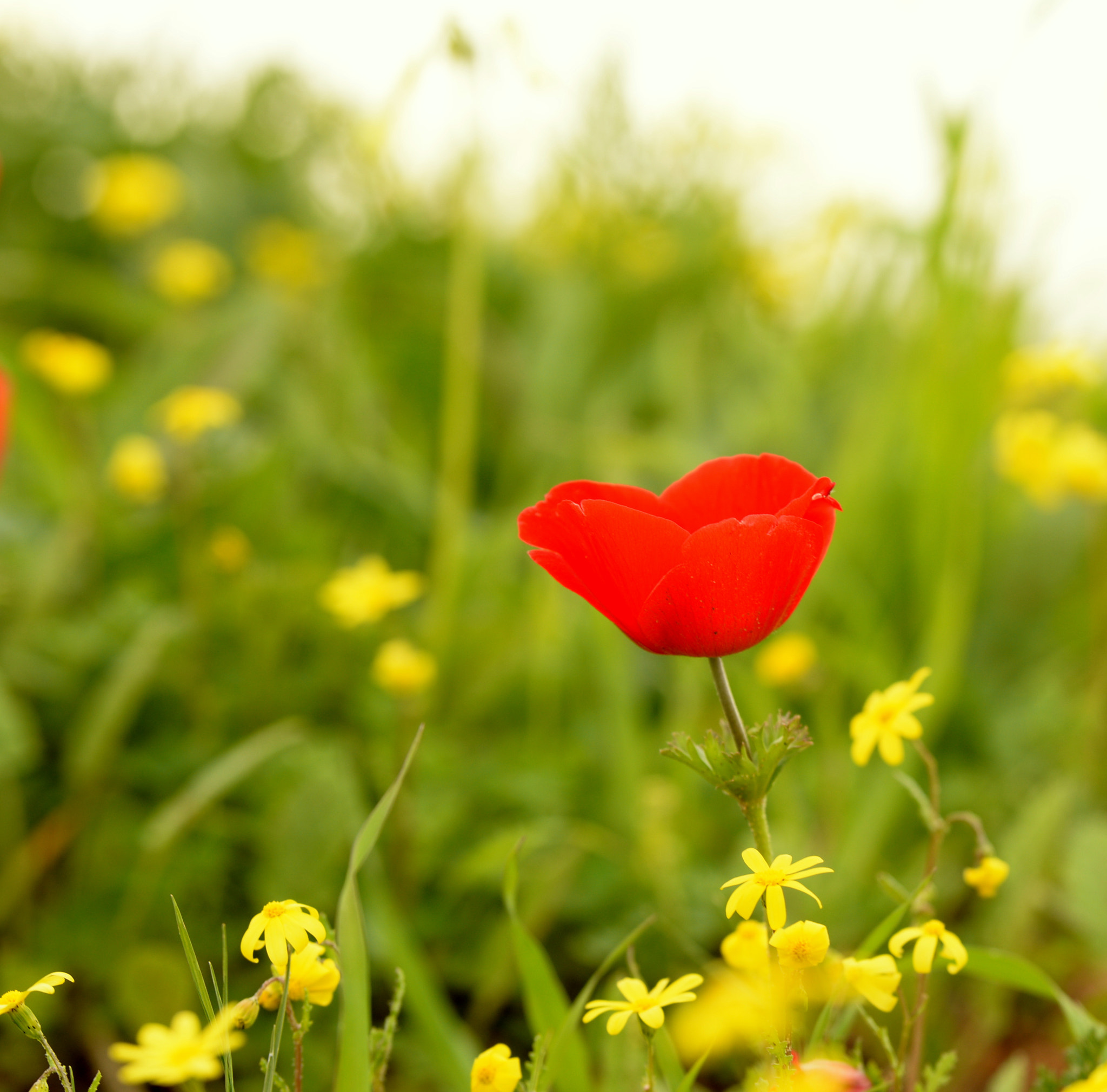 Nikon D7100 + Sigma 50-100mm F1.8 DC HSM Art sample photo. Dsc photography