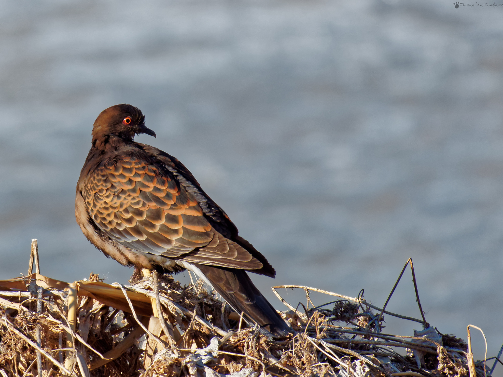 Olympus OM-D E-M5 II + LEICA DG 100-400/F4.0-6.3 sample photo. Oriental turtle dove photography