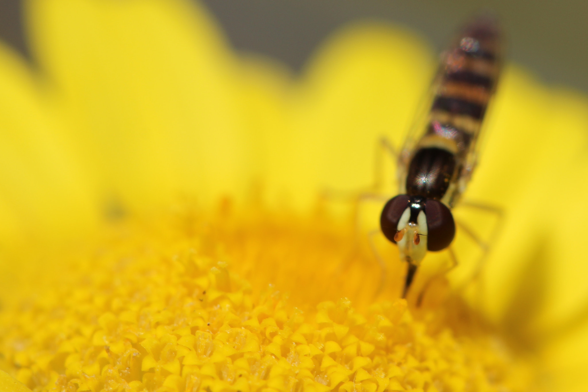 Canon EF 100mm F2.8 Macro USM sample photo. Yellow plate photography