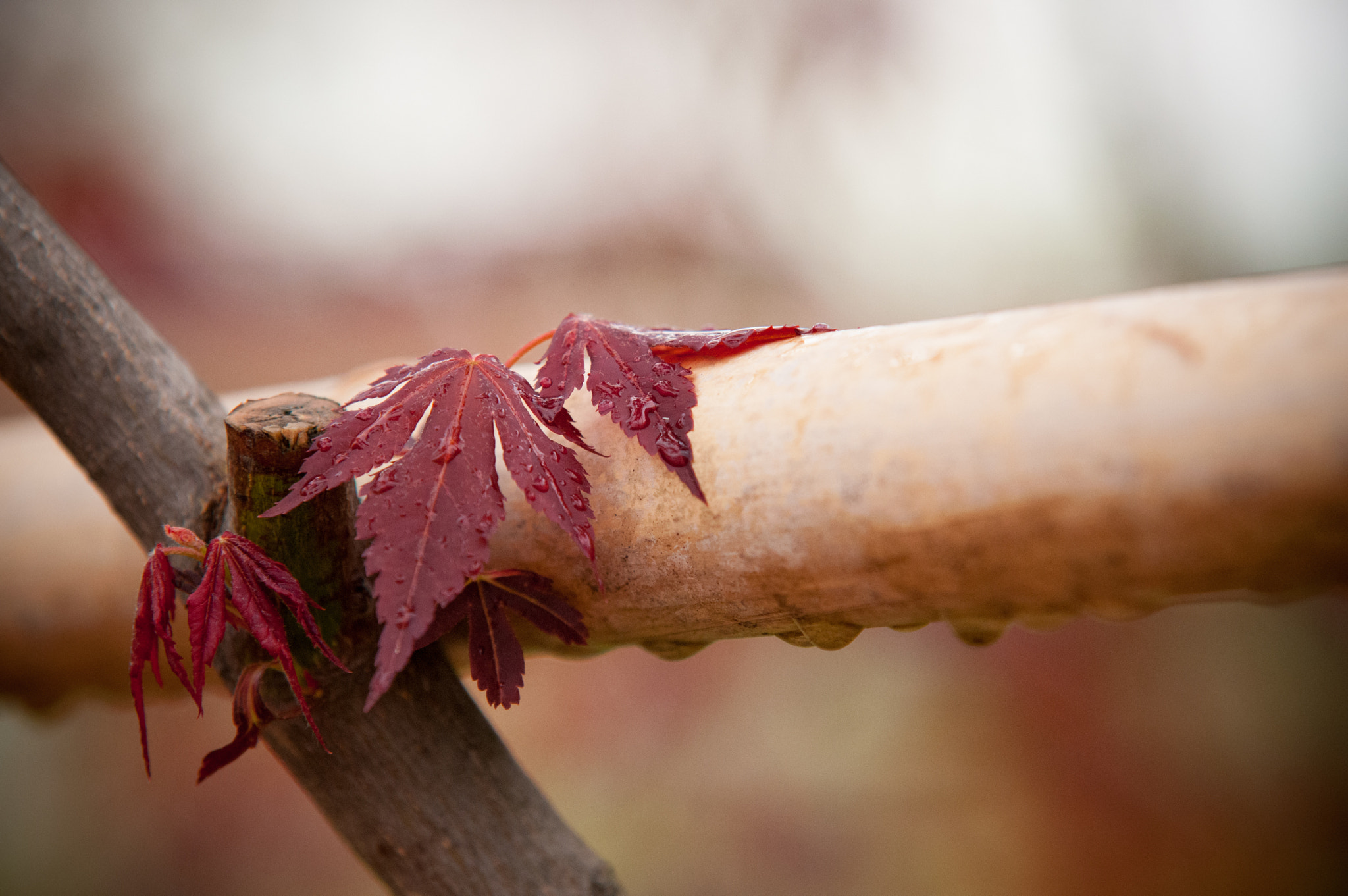 Nikon D300 sample photo. Rainy day photography