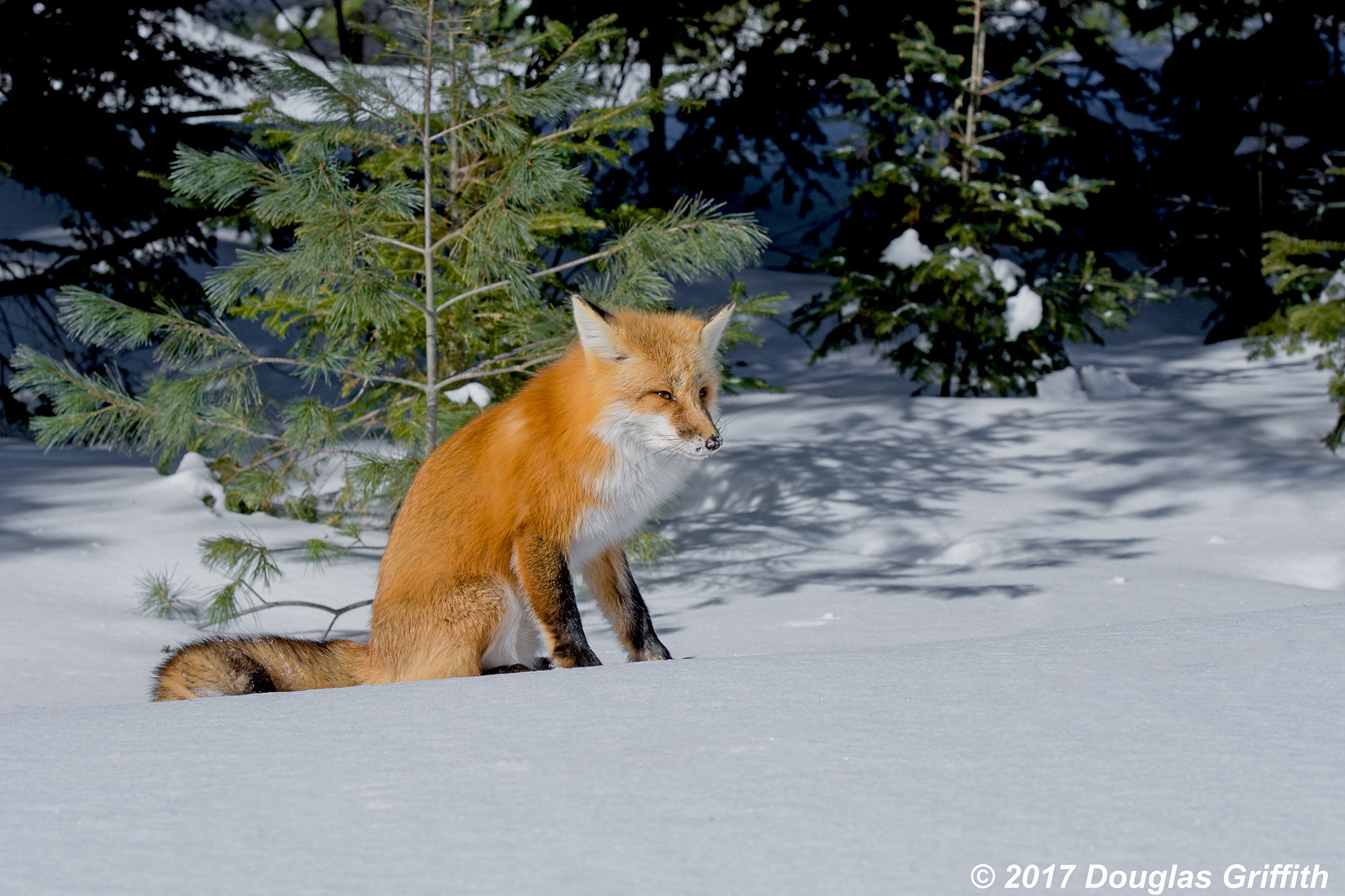 Nikon D7200 + Nikon AF-S Nikkor 70-200mm F2.8G ED VR II sample photo. Sitting pretty: male red fox (vulpes vulpes) photography