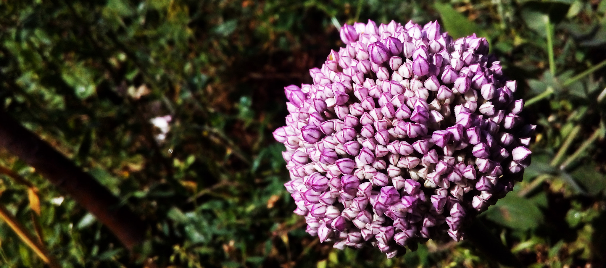 ASUS Zenfone Go (ASUS_Z00VD) sample photo. The beauty photography
